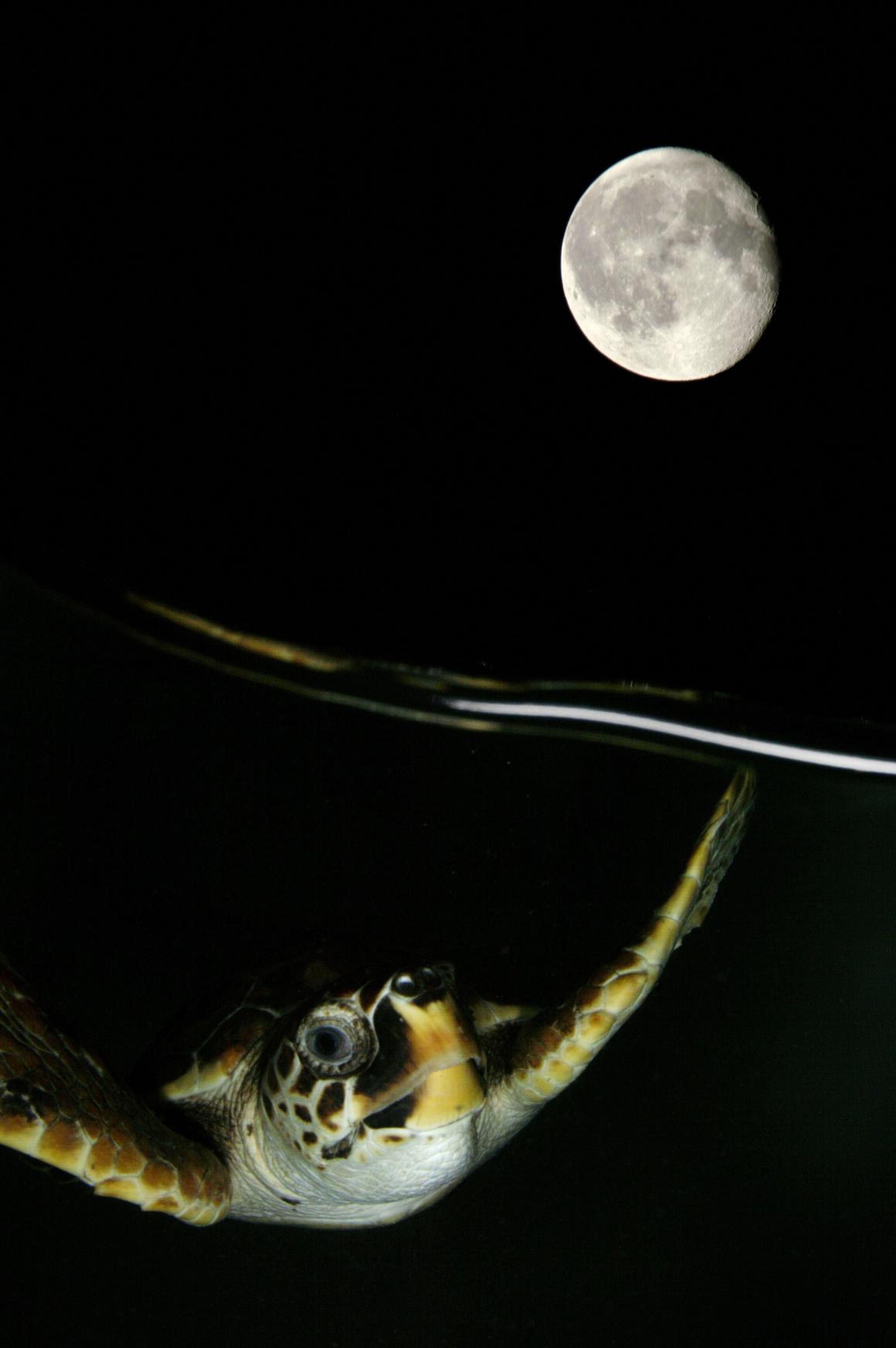 A turtle enjoys a nighttime swim in the Adriatic sea near Italy's coast in this image by Marco Caraceni.