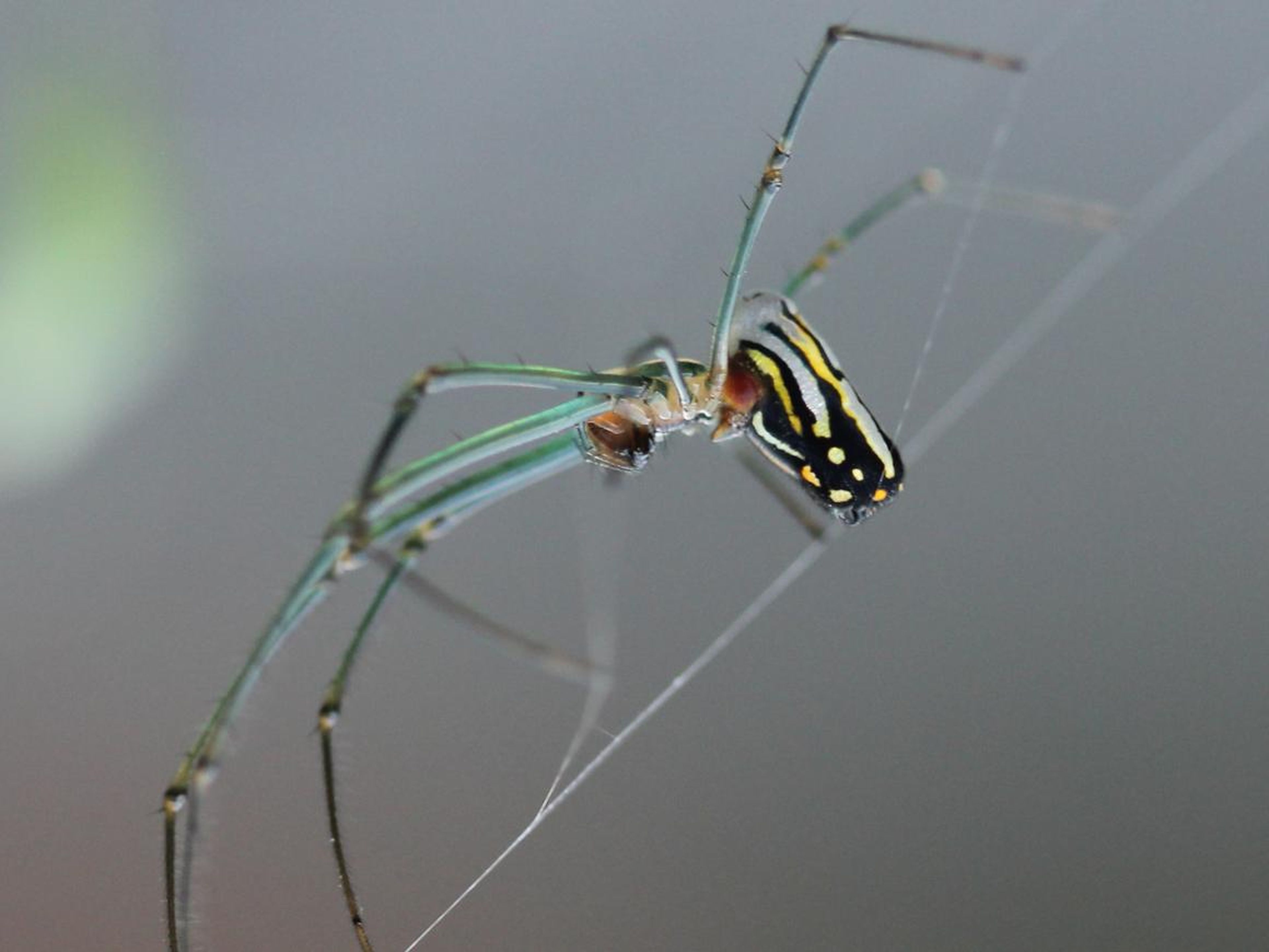 An adult female Leucauge argyra spider.