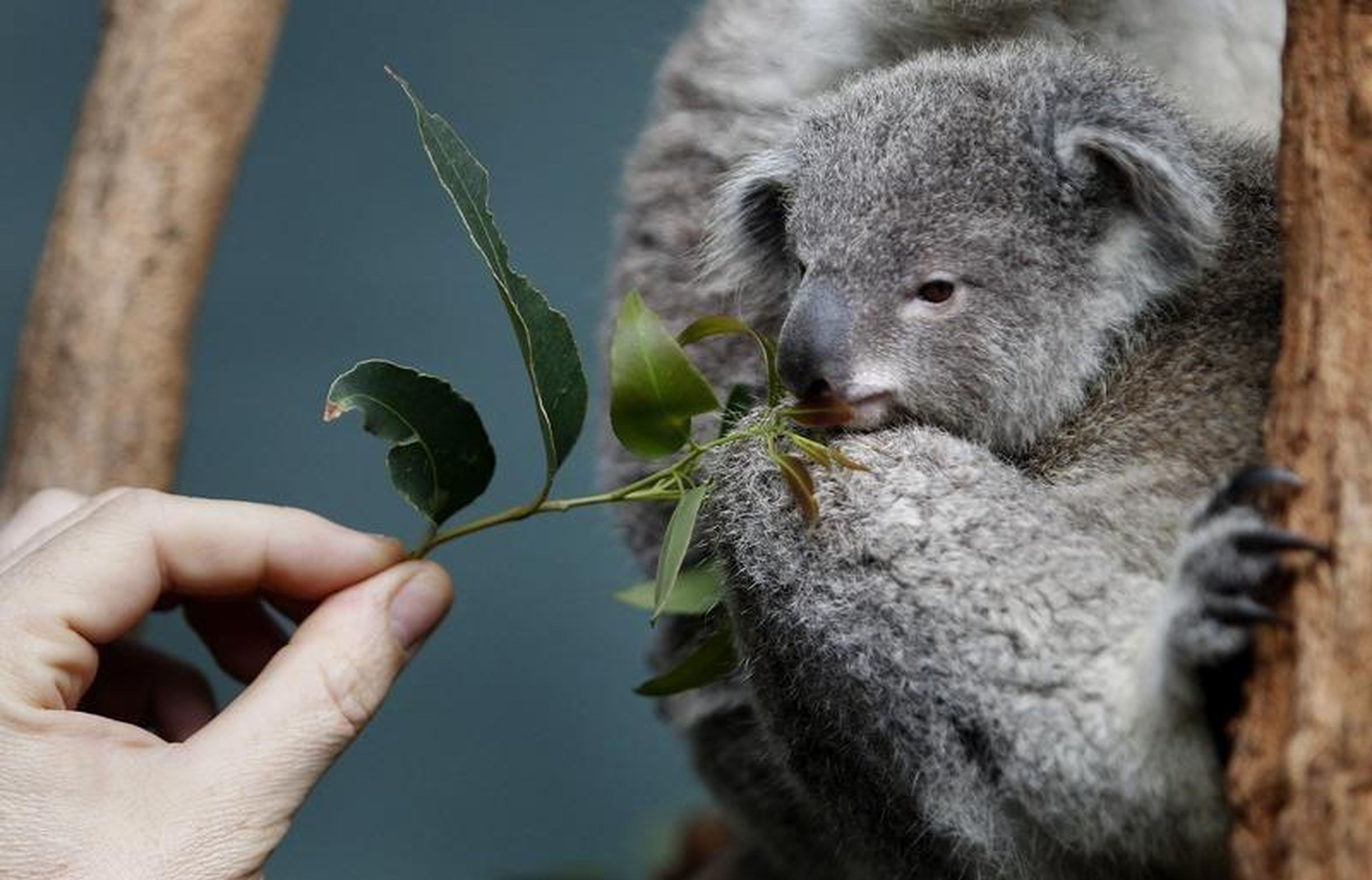 Un cuidador de zoológico ofrece hojas de eucalipto a un bebé koala llamado Boonda en Wildlife World en Sydney, el 28 de junio de 2011.