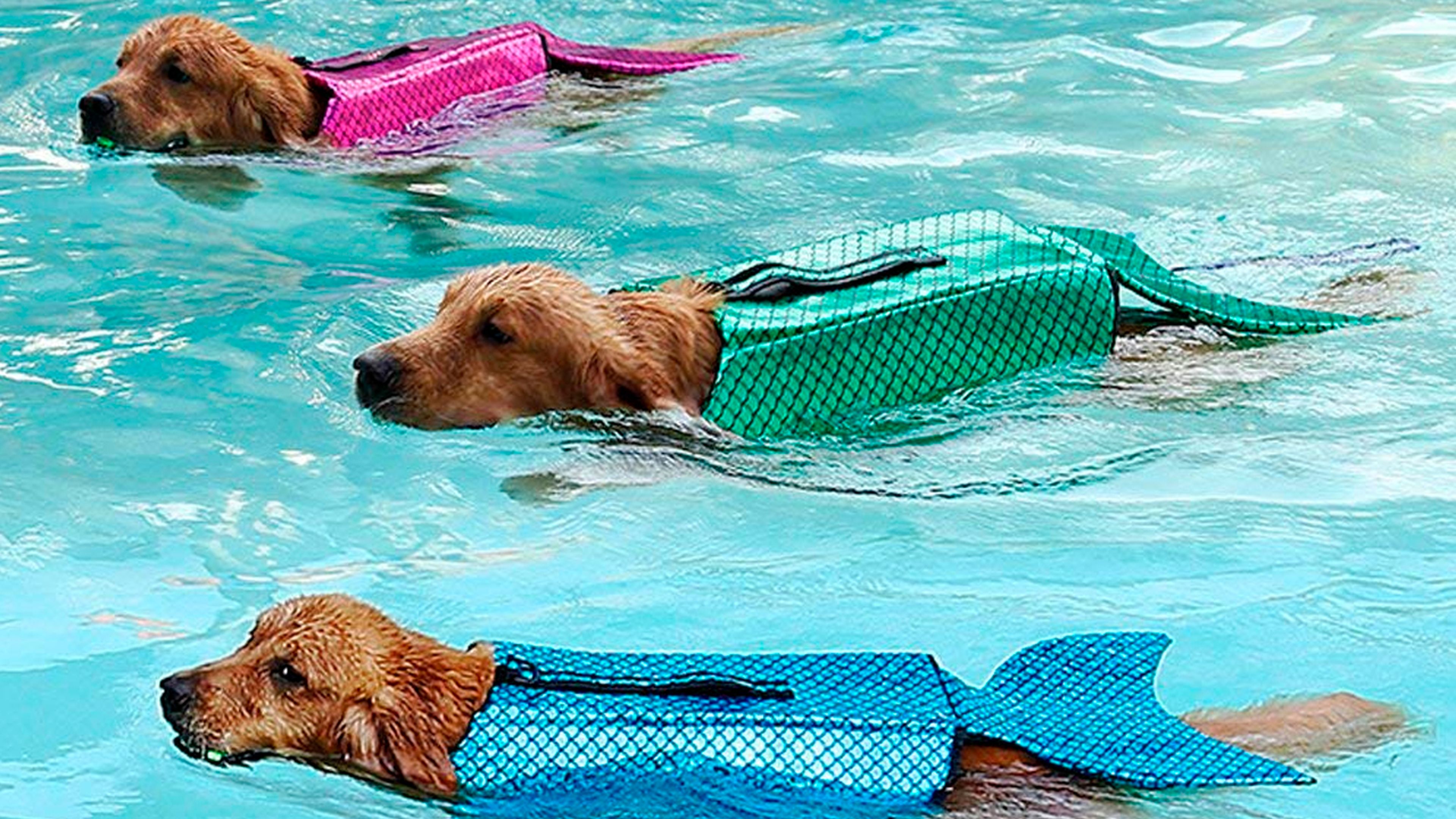 Amazon vende un chaleco salvavidas que convierte perros en sirenas