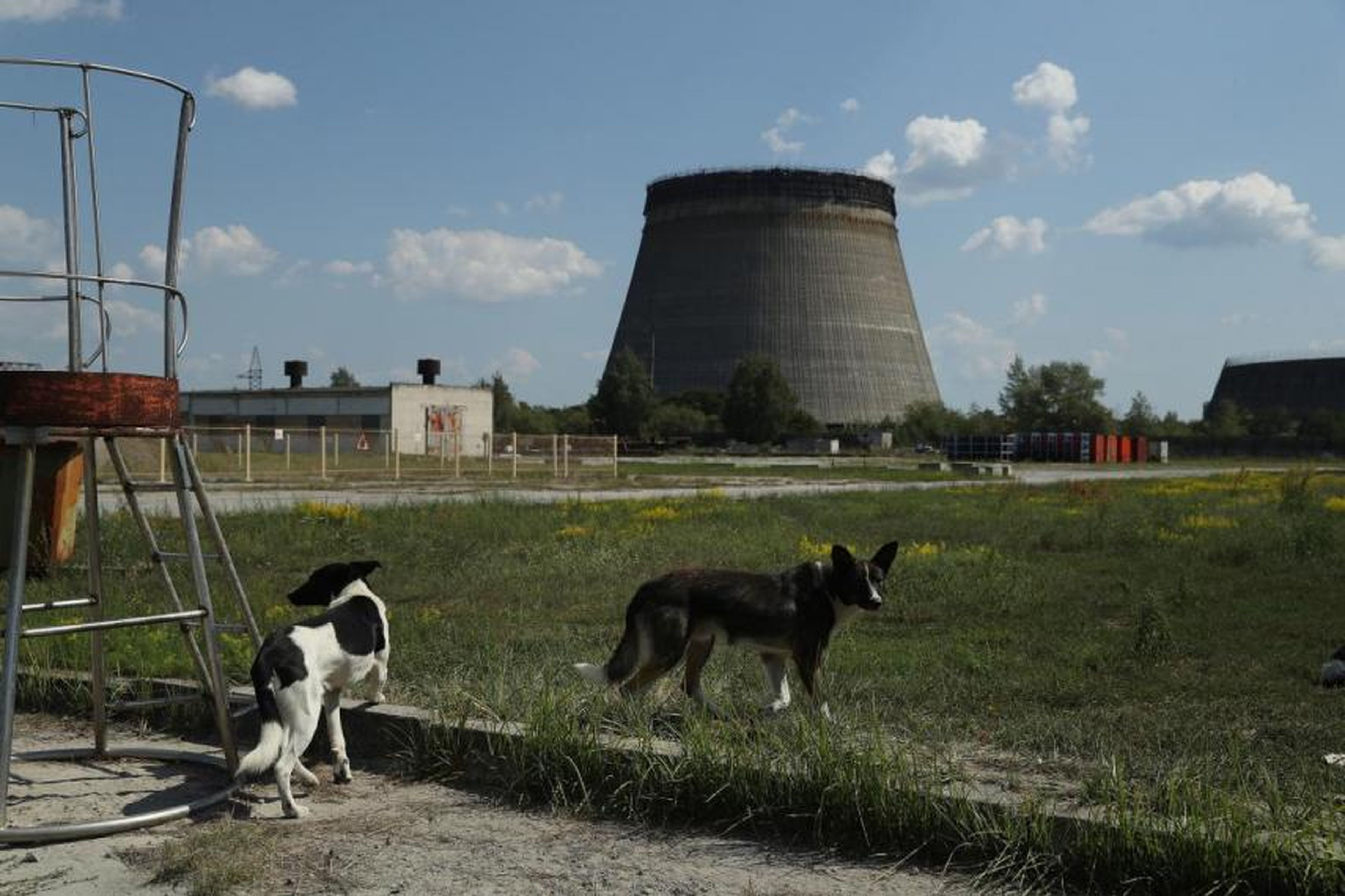 Perros callejeros se reúnen cerca de una torre de enfriamiento abandonada en la central nuclear de Chernóbil el 18 de agosto de 2017.