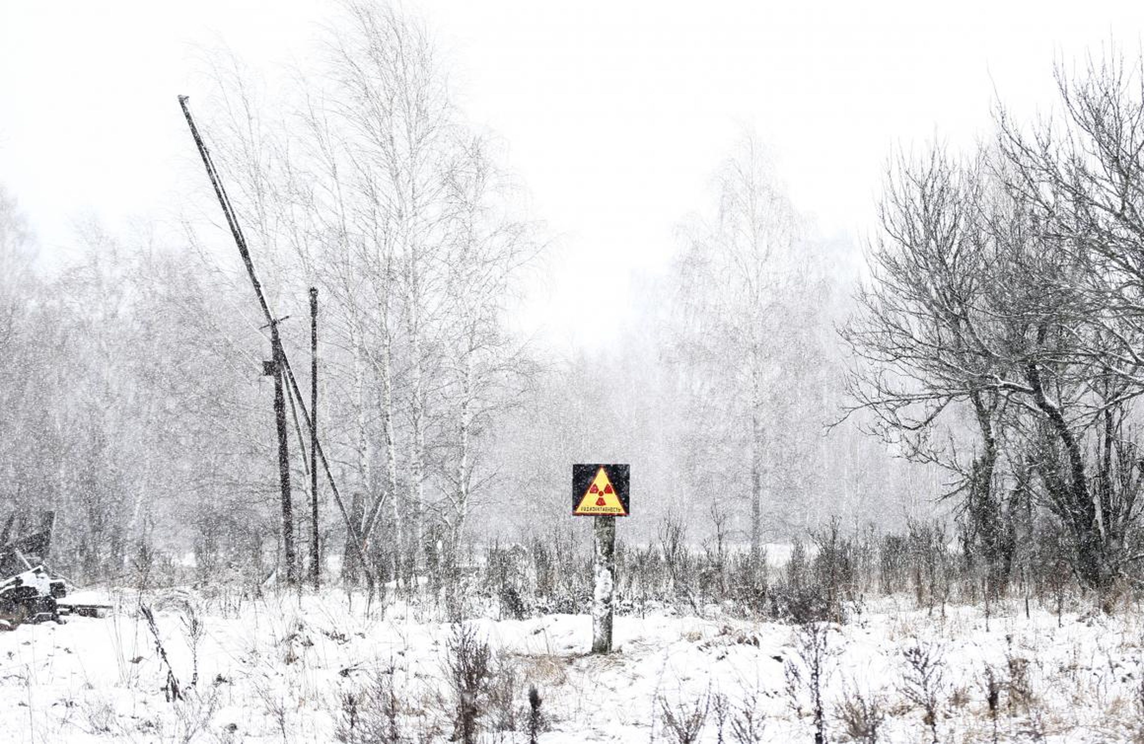 El bosque de Chernóbil está todavía contaminado.