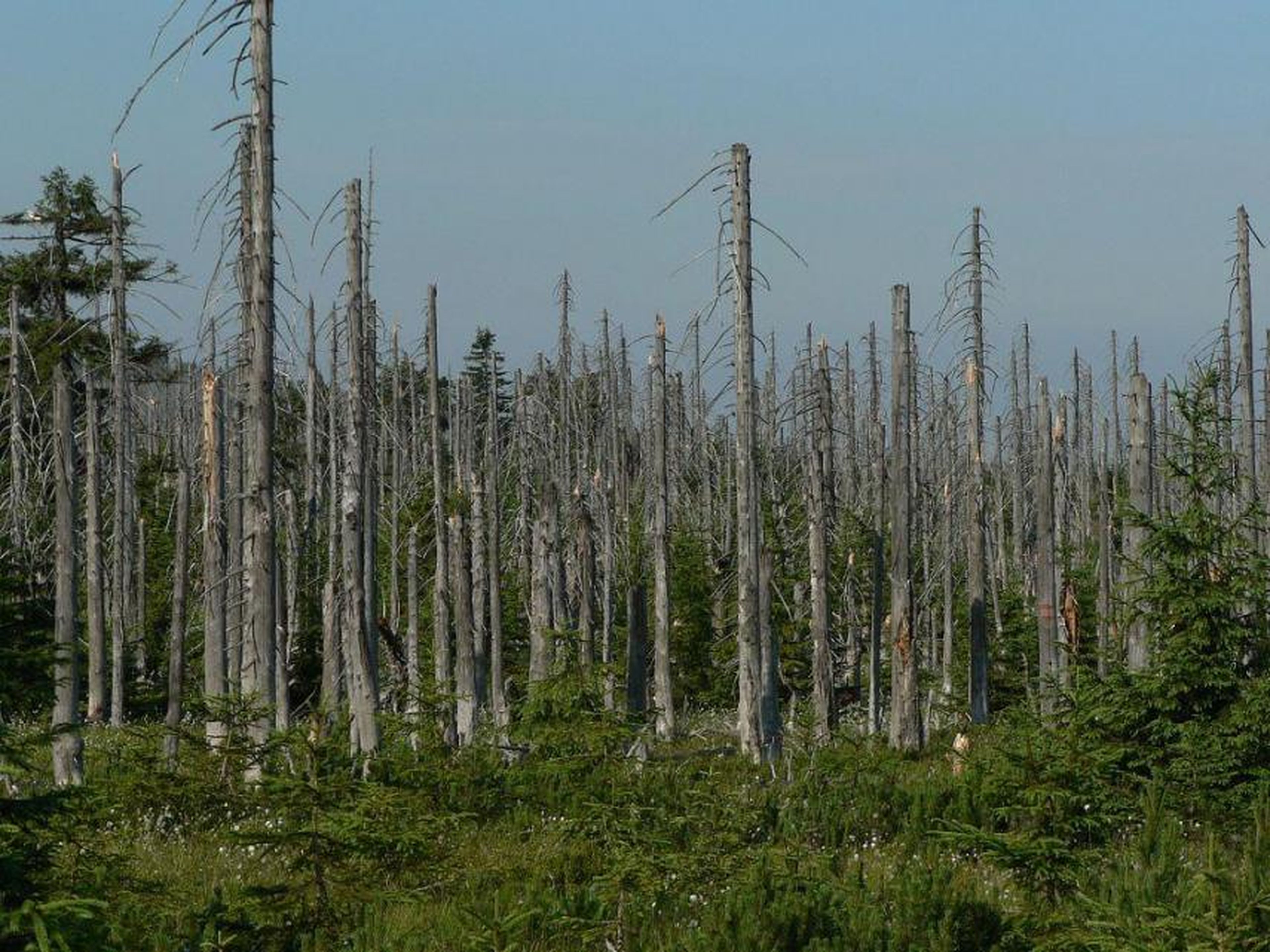 Los bosques cerca de las montañas Jizera en la República Checa están a punto de morir a causa de la lluvia ácida.