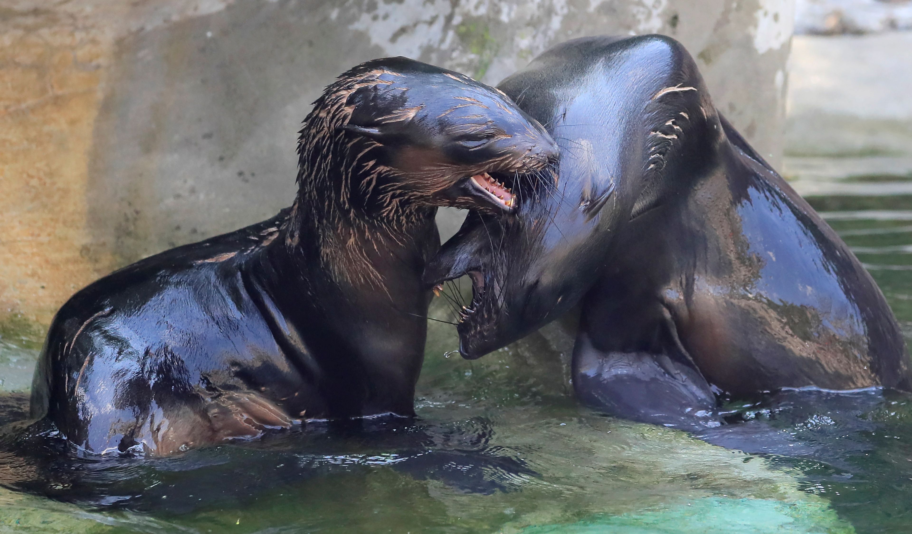Los investigadores lograron que, con su canto, las focas imitaran canciones y vocales humanas.