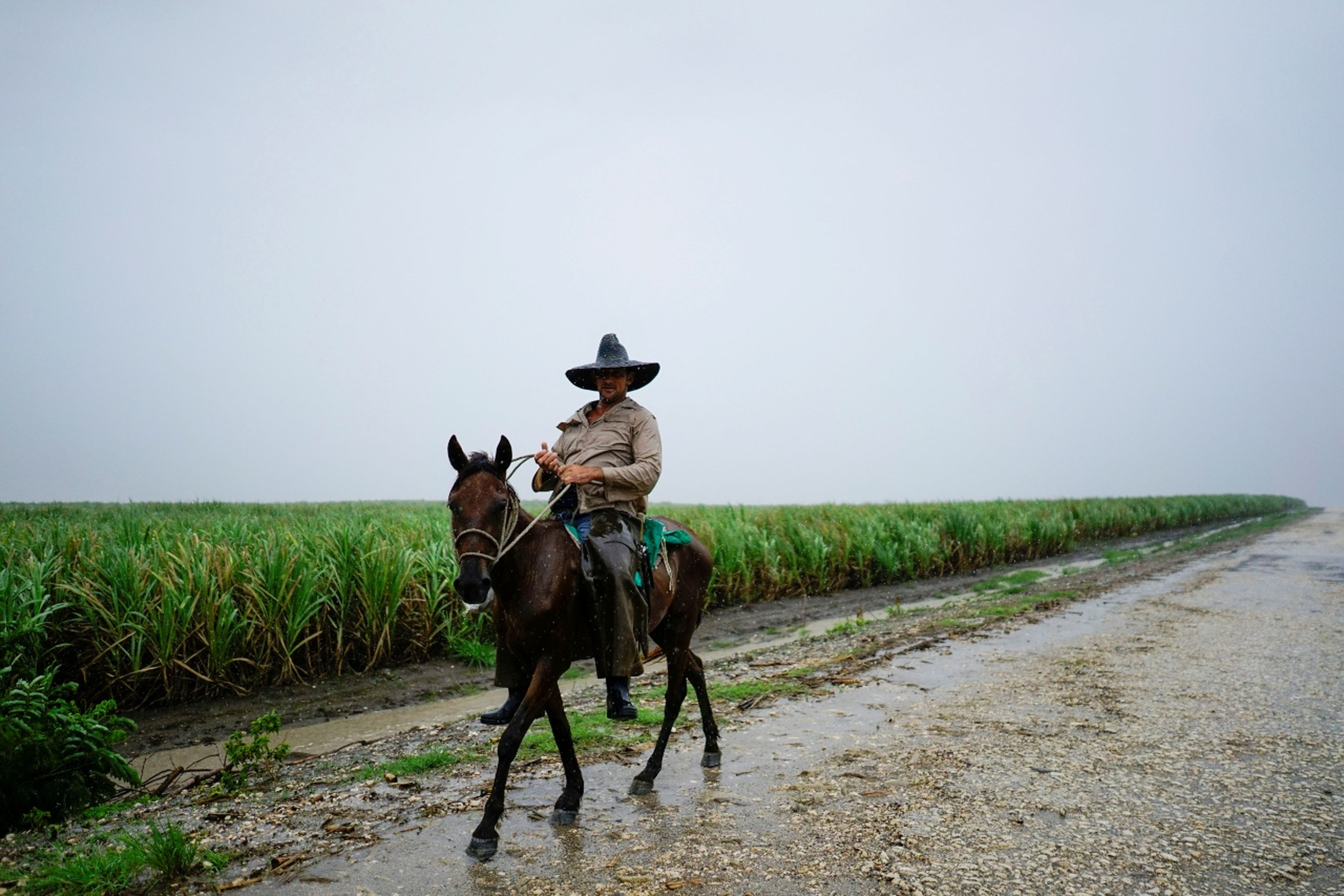 Un granjero cubano pasea a caballo junto a un campo de caña de azúcar