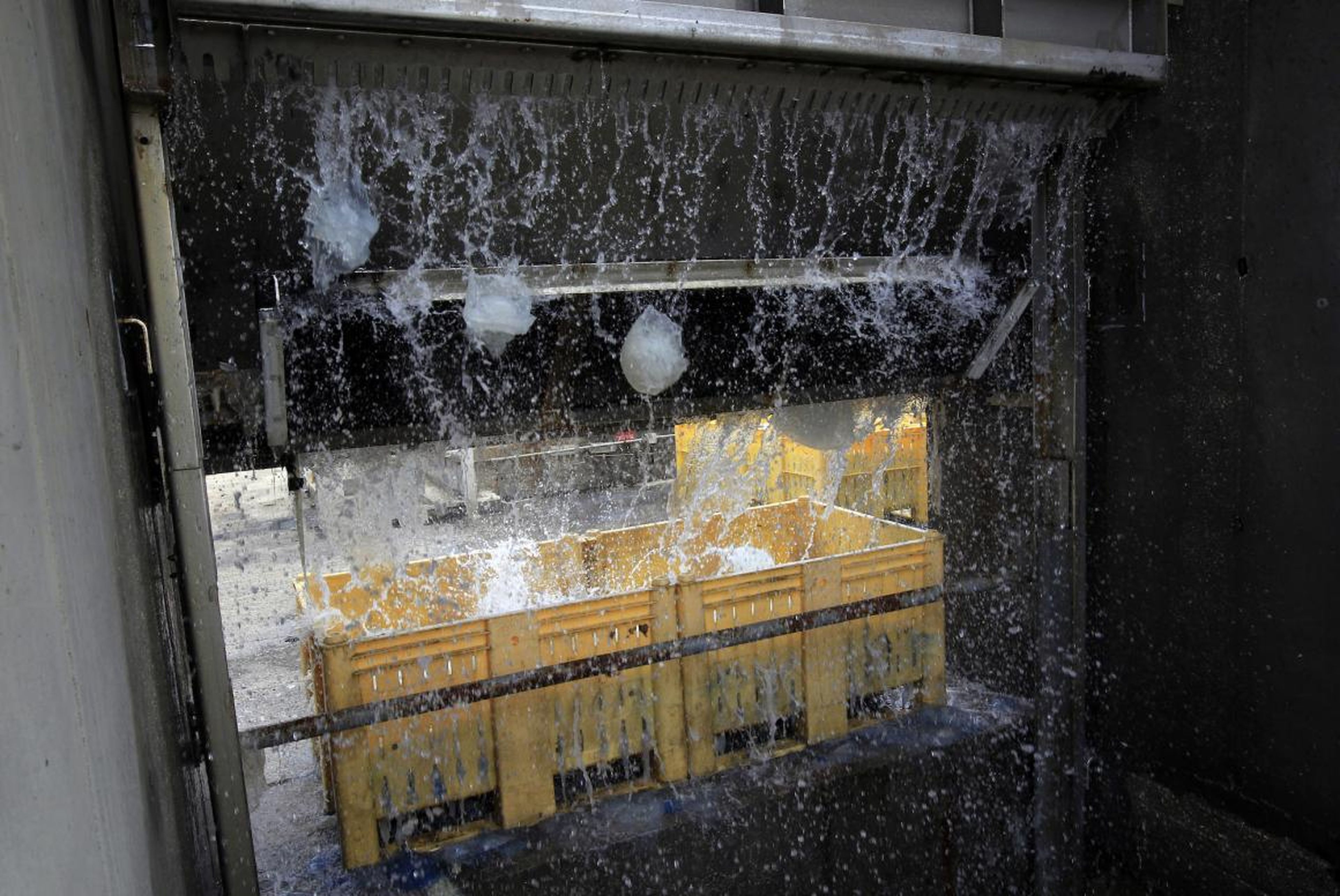 Medusas cayendo de un filtro a un contenedor en la central eléctrica de Orot Rabin en Israel, el 5 de julio de 2011. La central utiliza agua de mar para enfriar y tiene que filtrar y eliminar diariamente las toneladas de medusas que absorbe su sistema.
