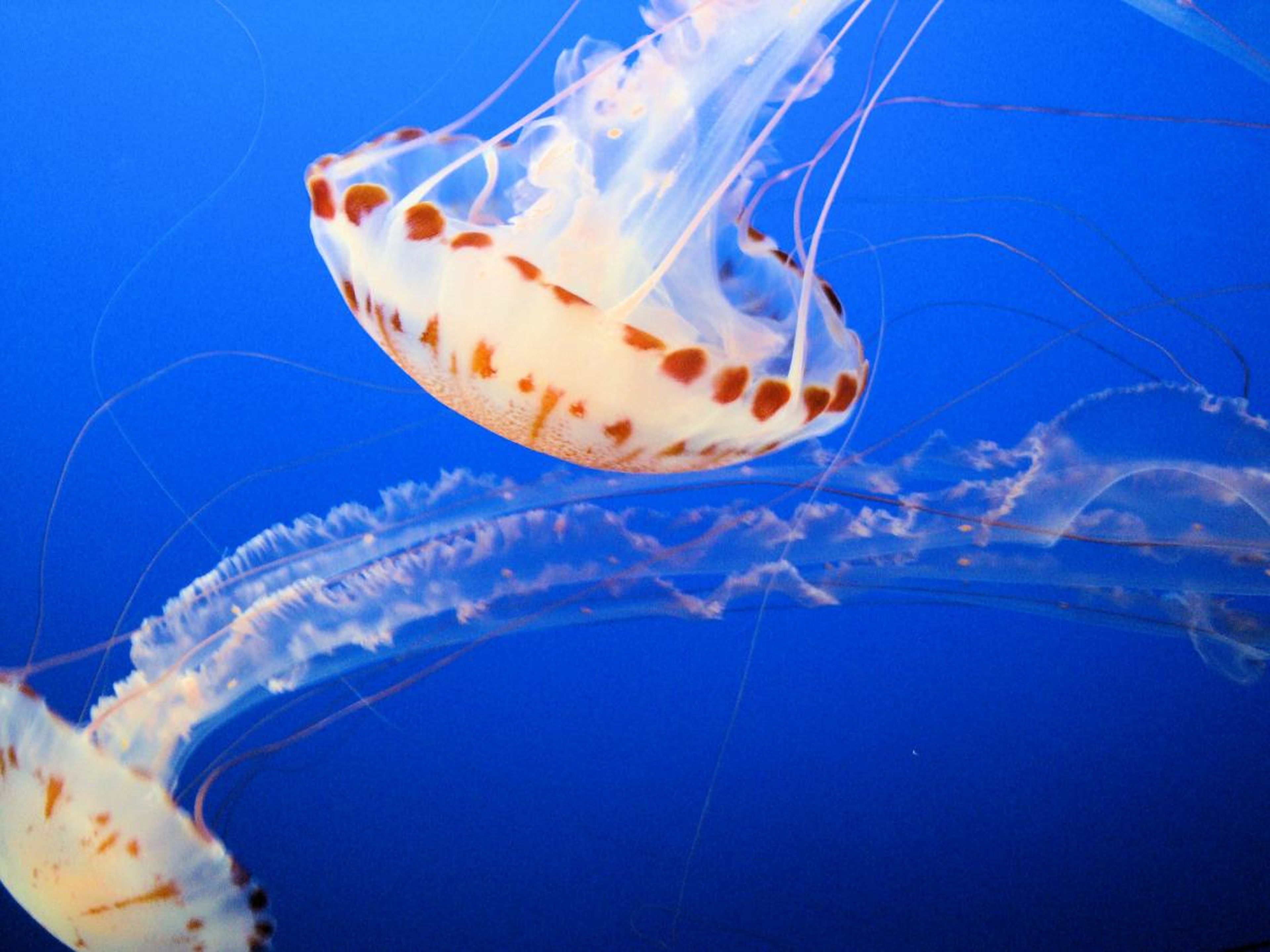 Las medusas tienen una dieta sorprendente.