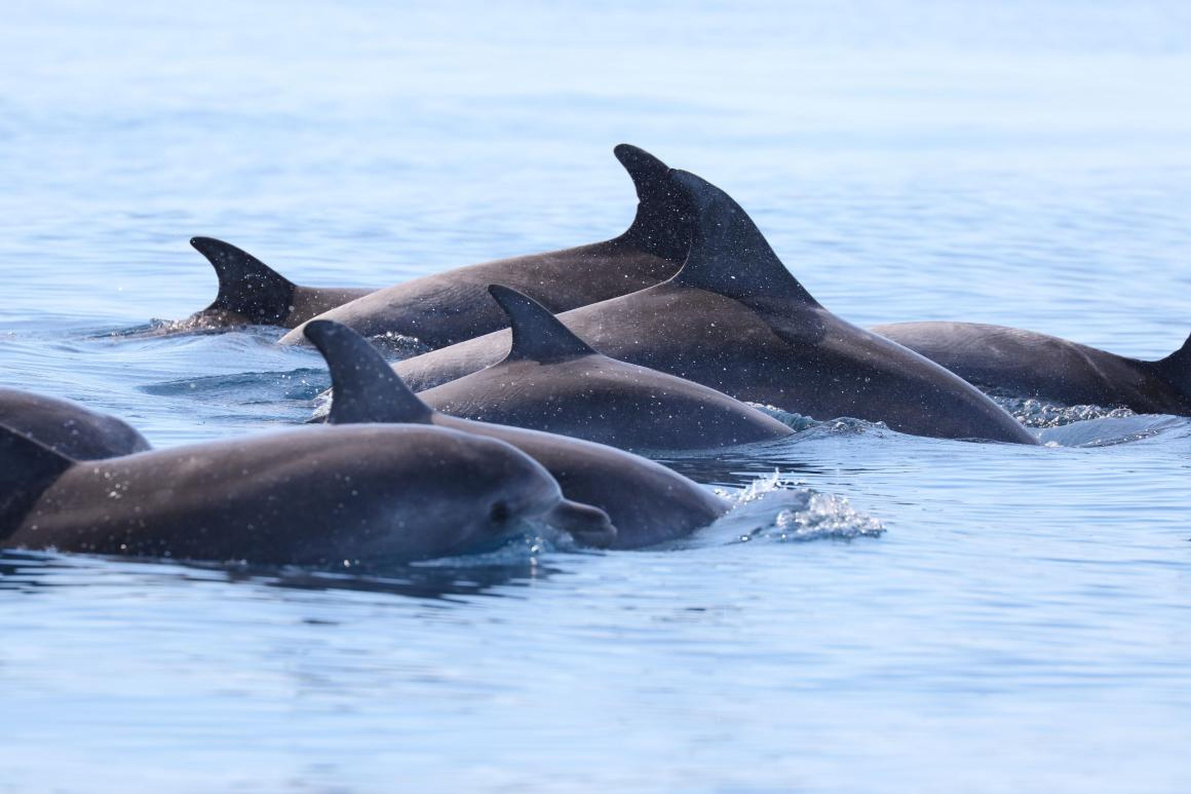 A luxury cruise company is offering a scholarship for someone to travel around Croatia helping save dolphins and turtles