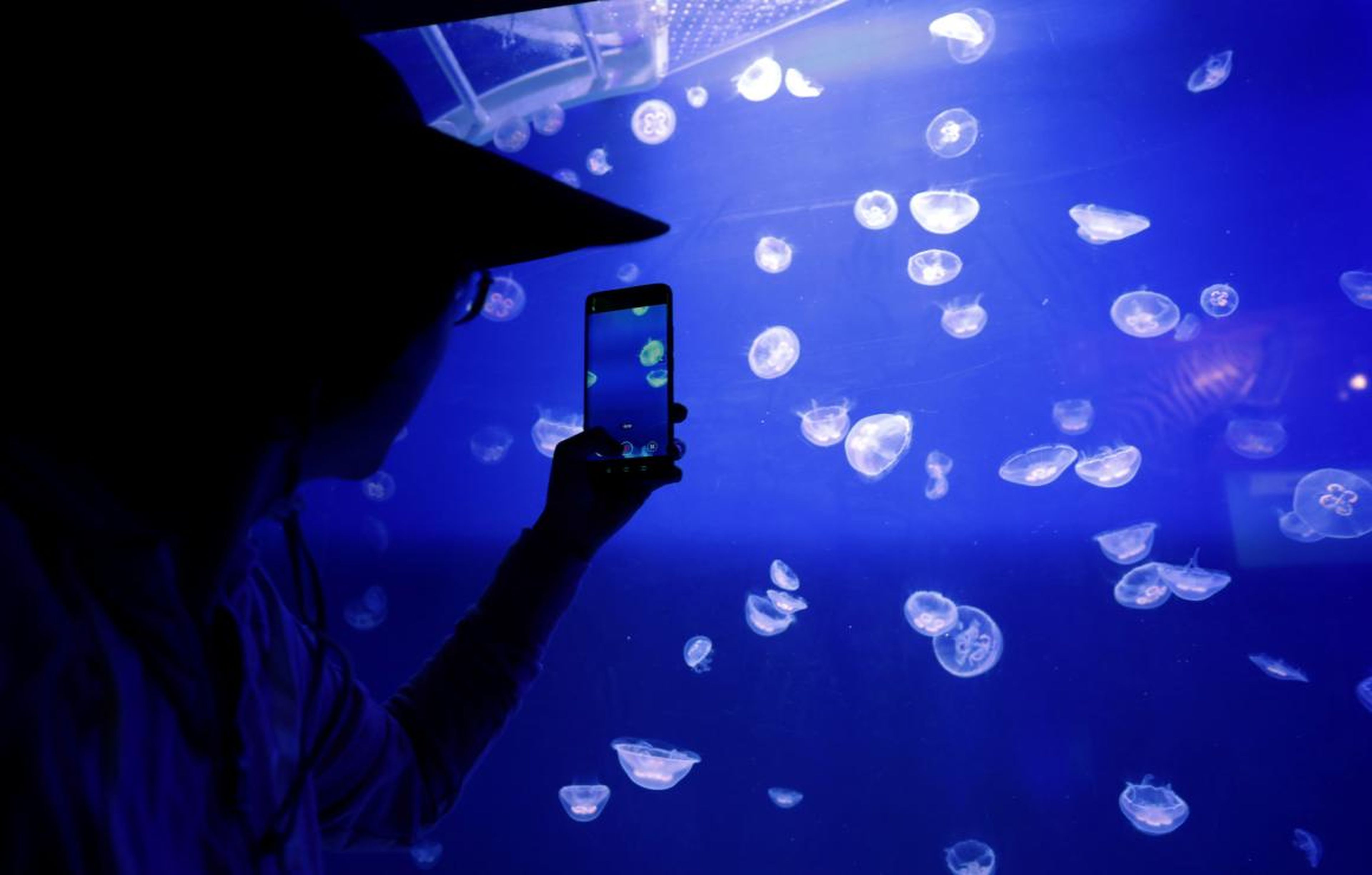 Turista fotografiando medusas nadando en un acuario del Museo Oceanográfico de Mónaco, el 22 de marzo de 2019.
