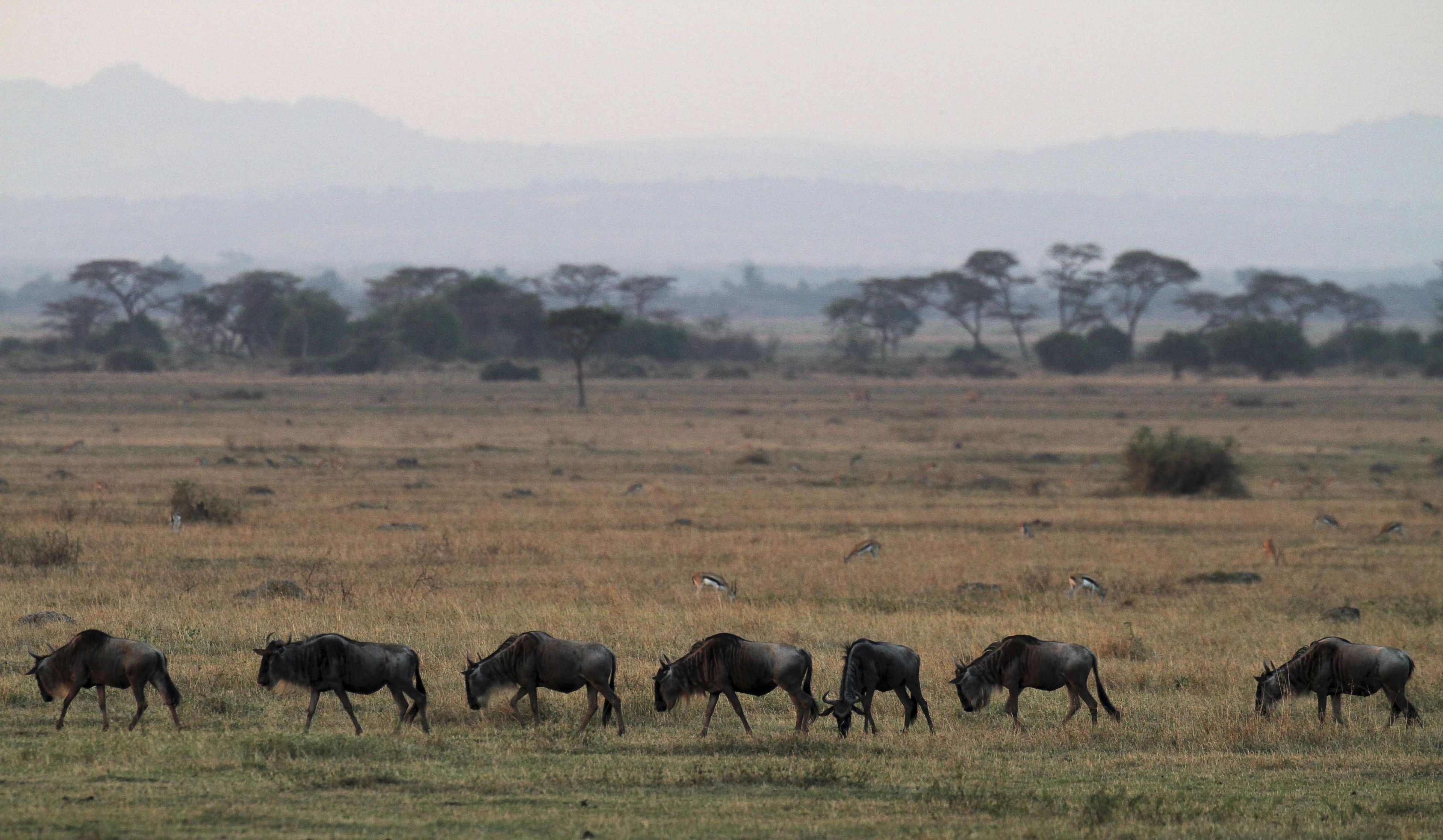 El parque del Serengueti, en Tanzania.