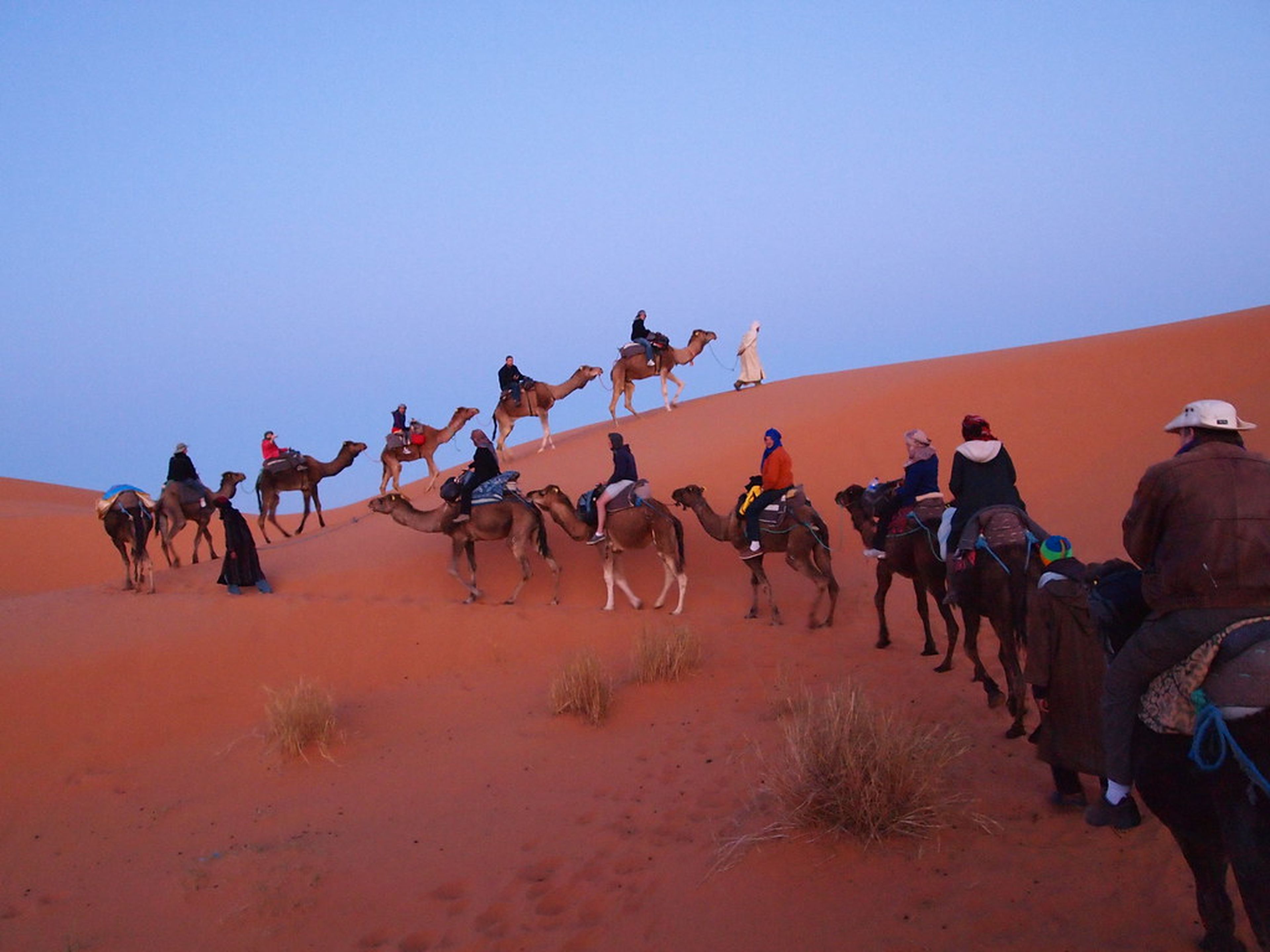 Turistas en camello por el Sahara