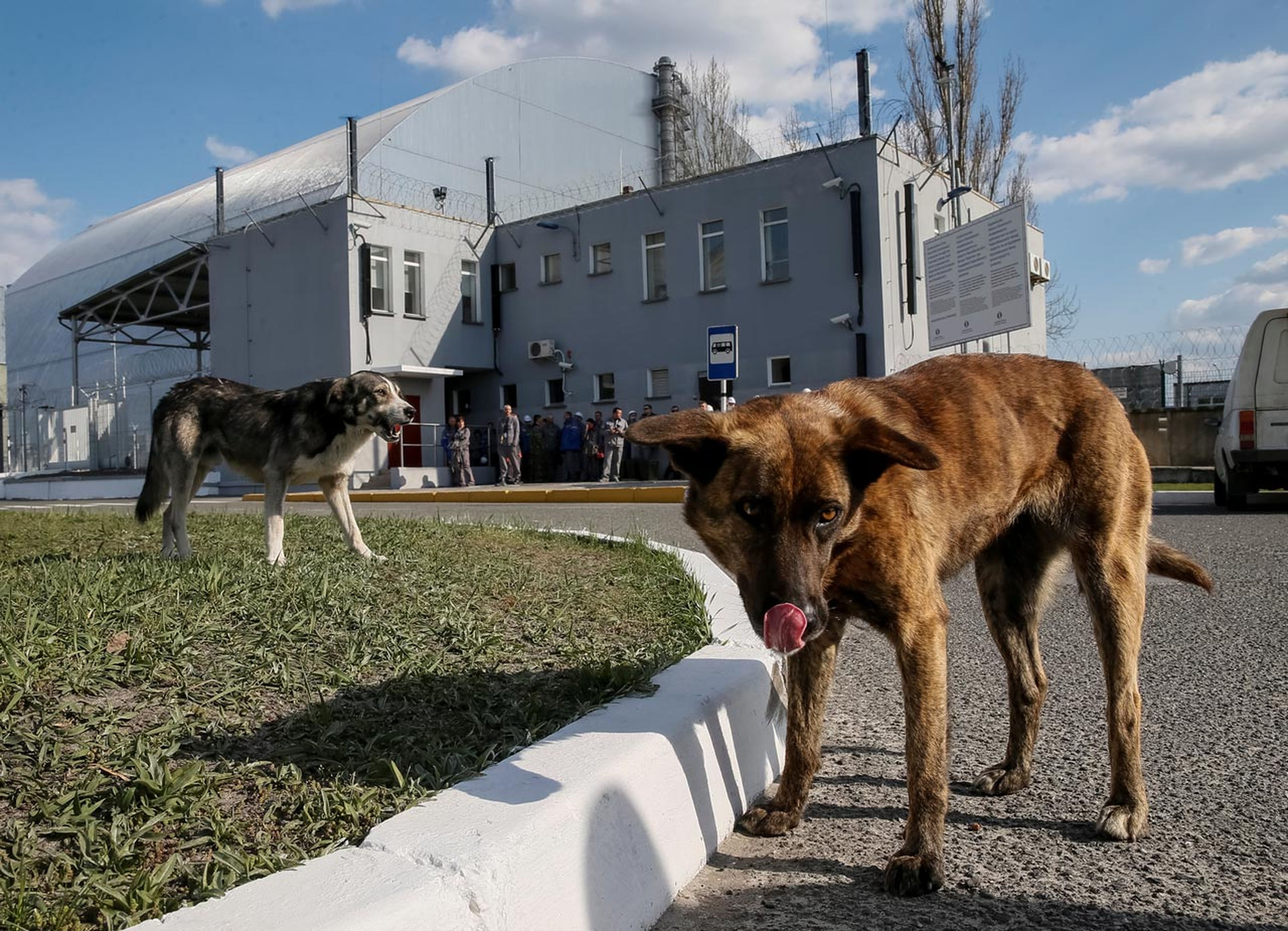 Varios perros cerca del sarcófago que confina uno de los reactores dañados de Chernobyl