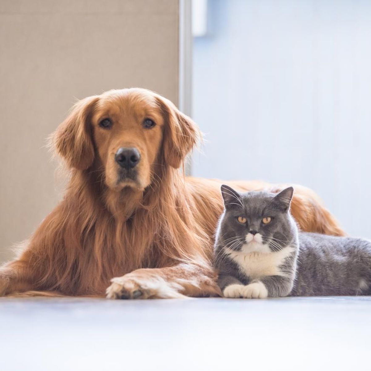 puedo contraer toxoplasmosis de mi perro