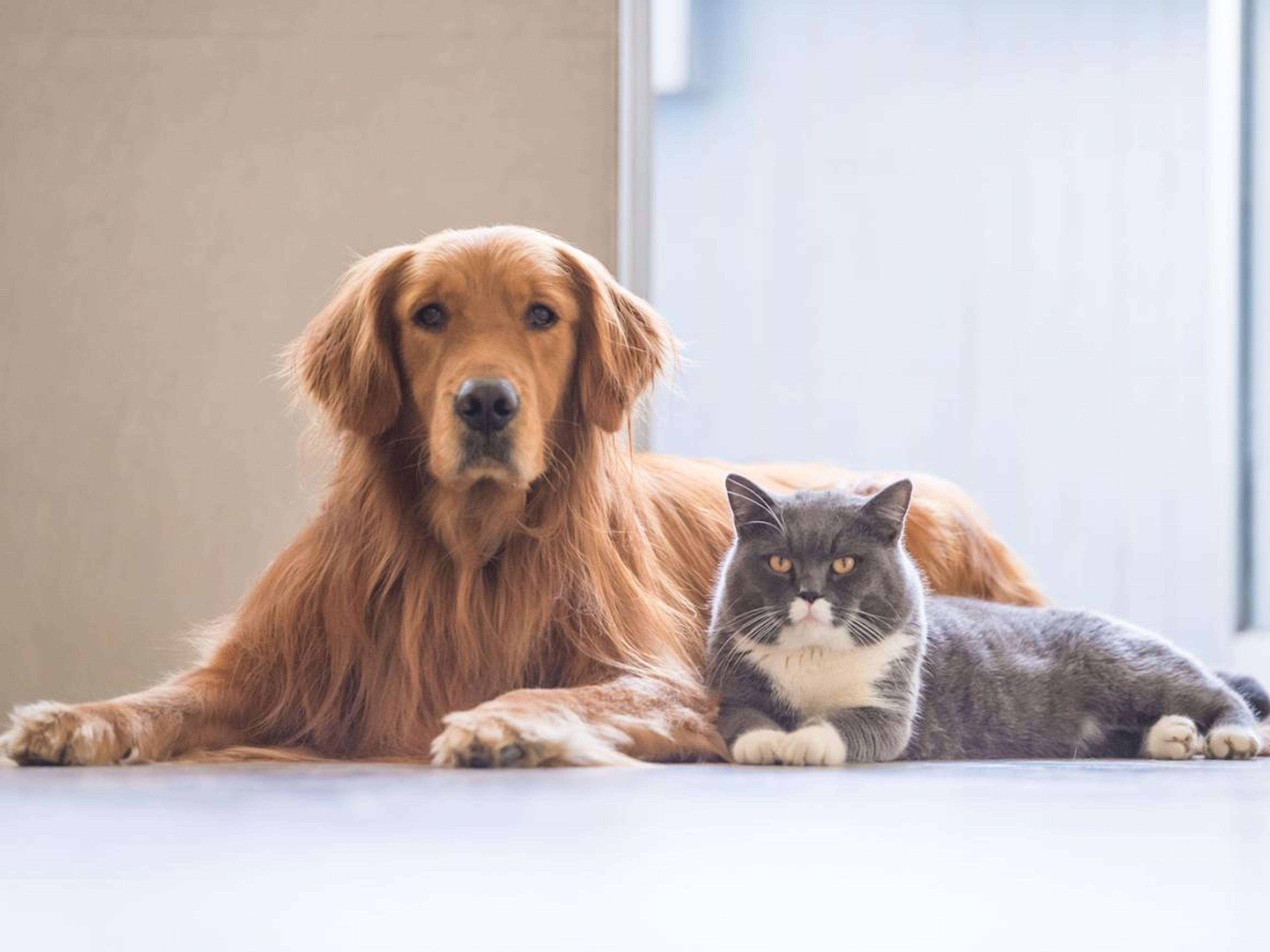 Yes, you can get sick from your cats and dogs.