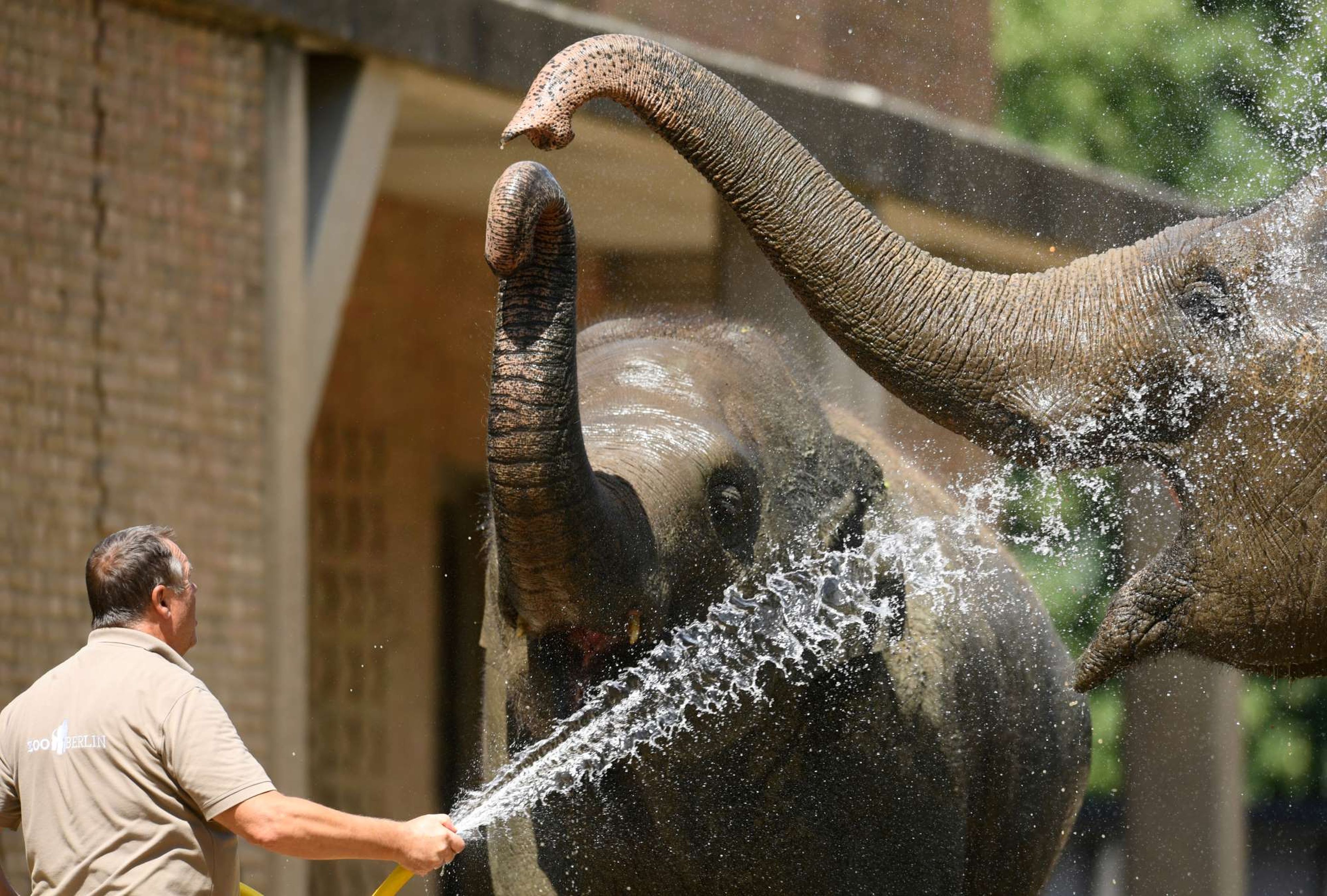 El zoo de Berlín combate la ola de calor