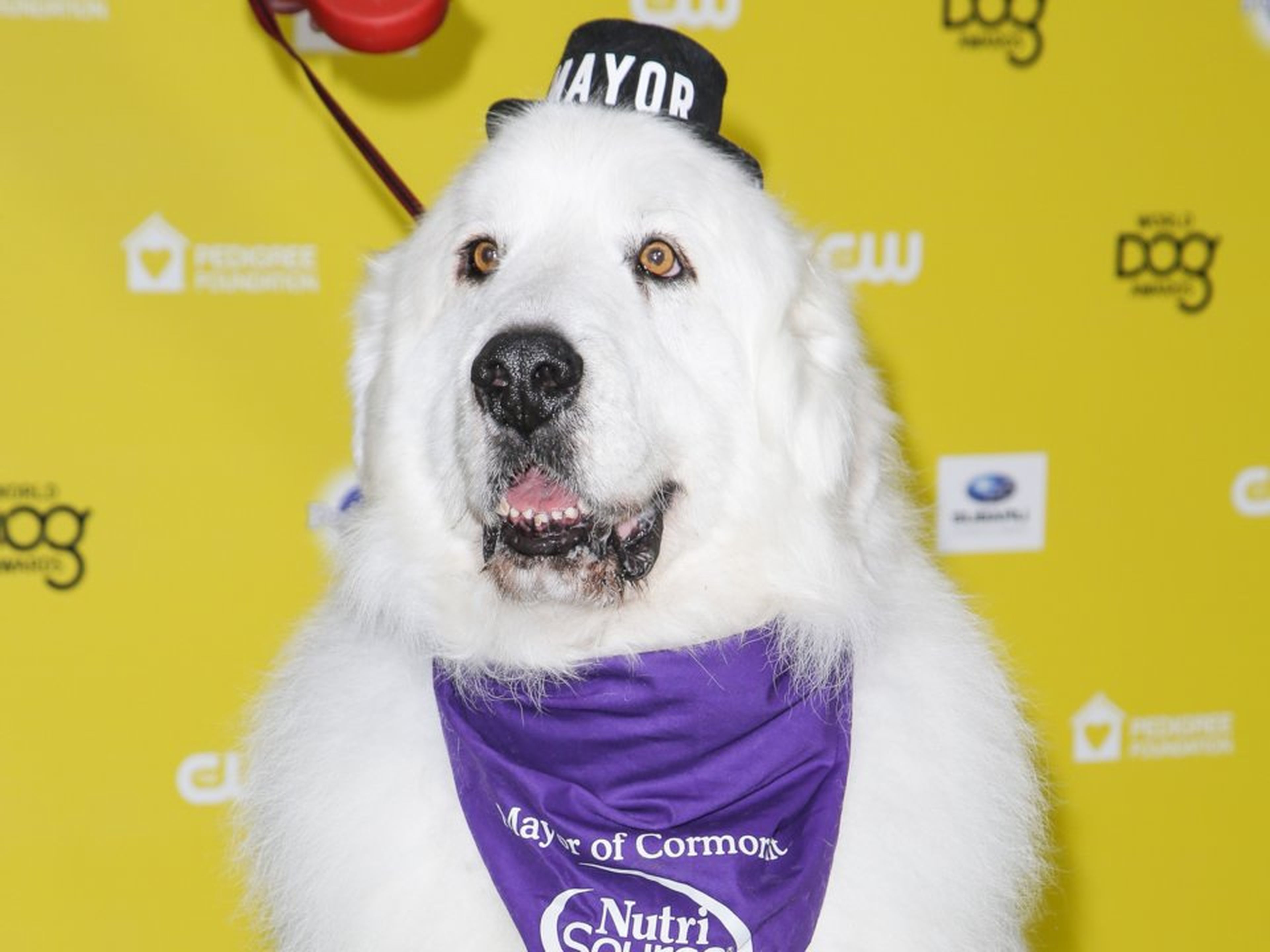 El alcalde Duke, en su llegada al certamen World Dog Awards en enero de 2015.