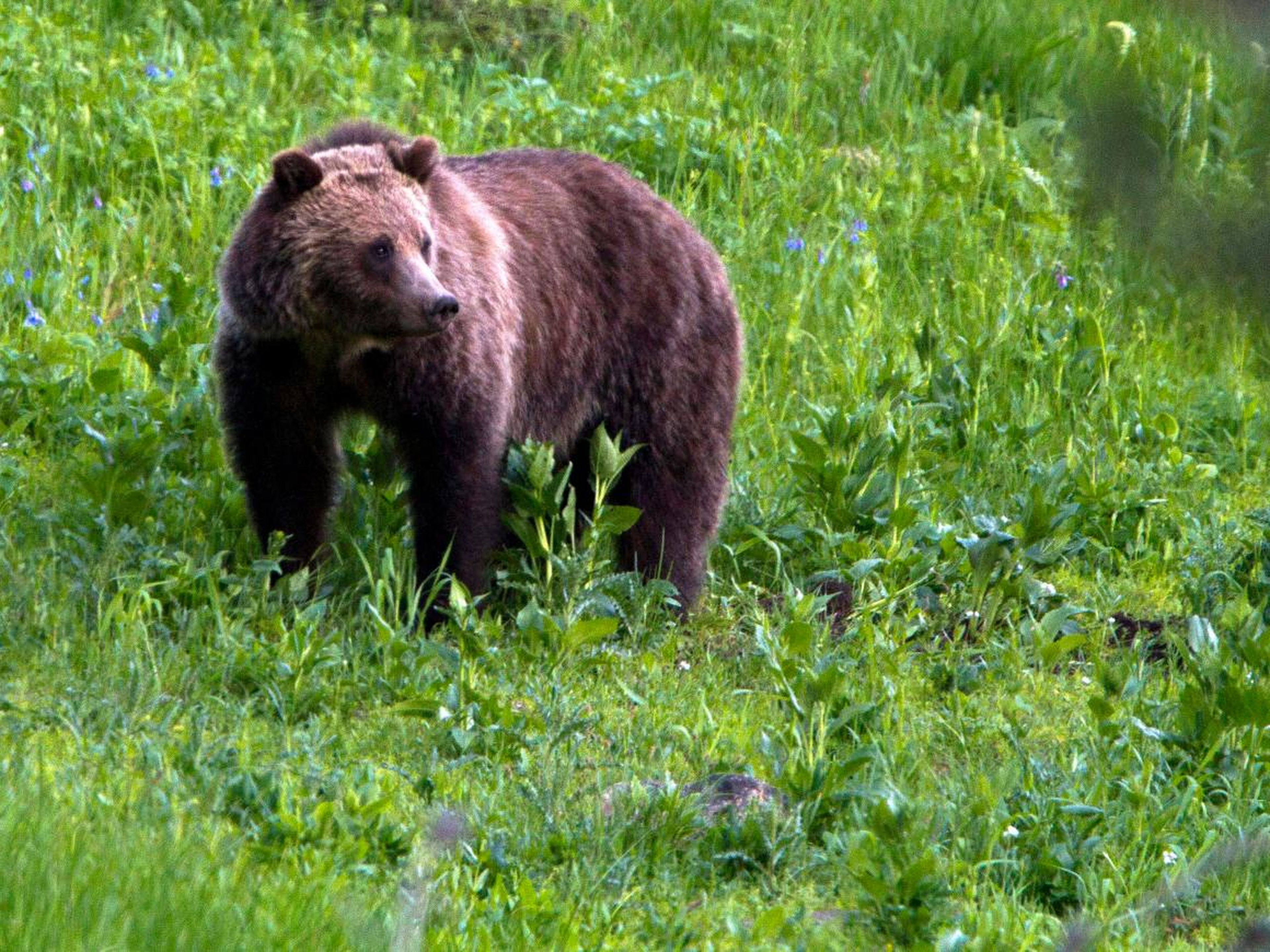 Las interacciones de los osos con los humanos son a menudo más peligrosas para los osos.
