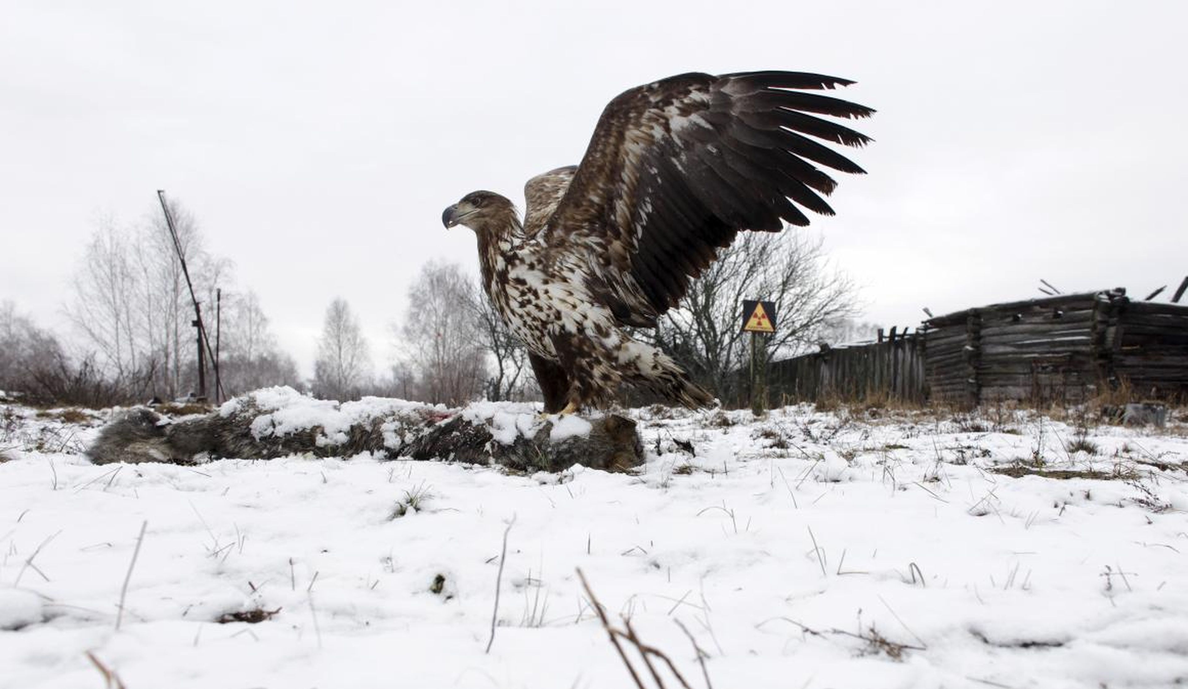 Un águila de cola blanca aterriza sobre el cadáver de un lobo en la Zona de Exclusión.
