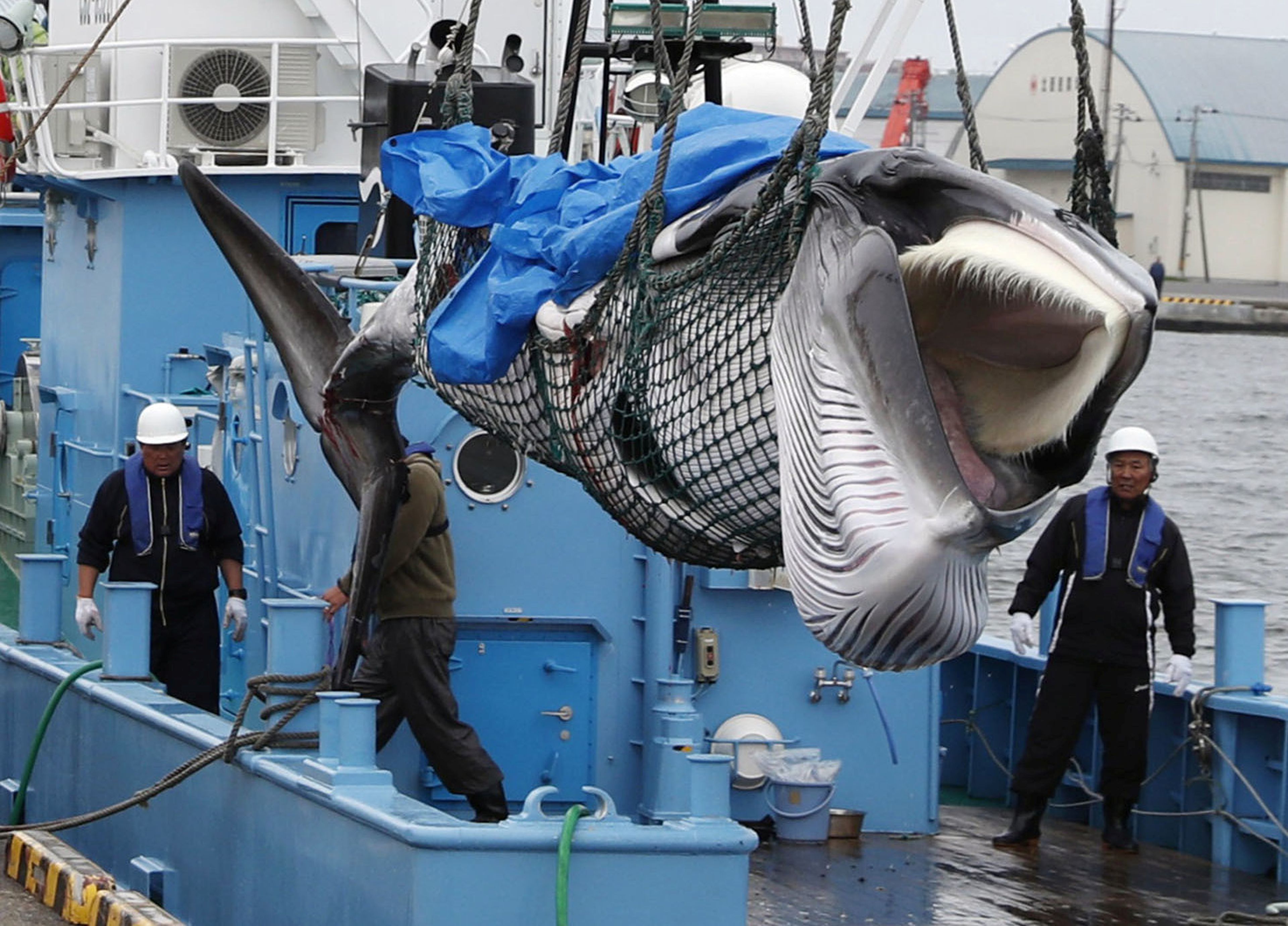 Japón ha reanudado la caza comercial de ballenas tras 31 años de moratoria.
