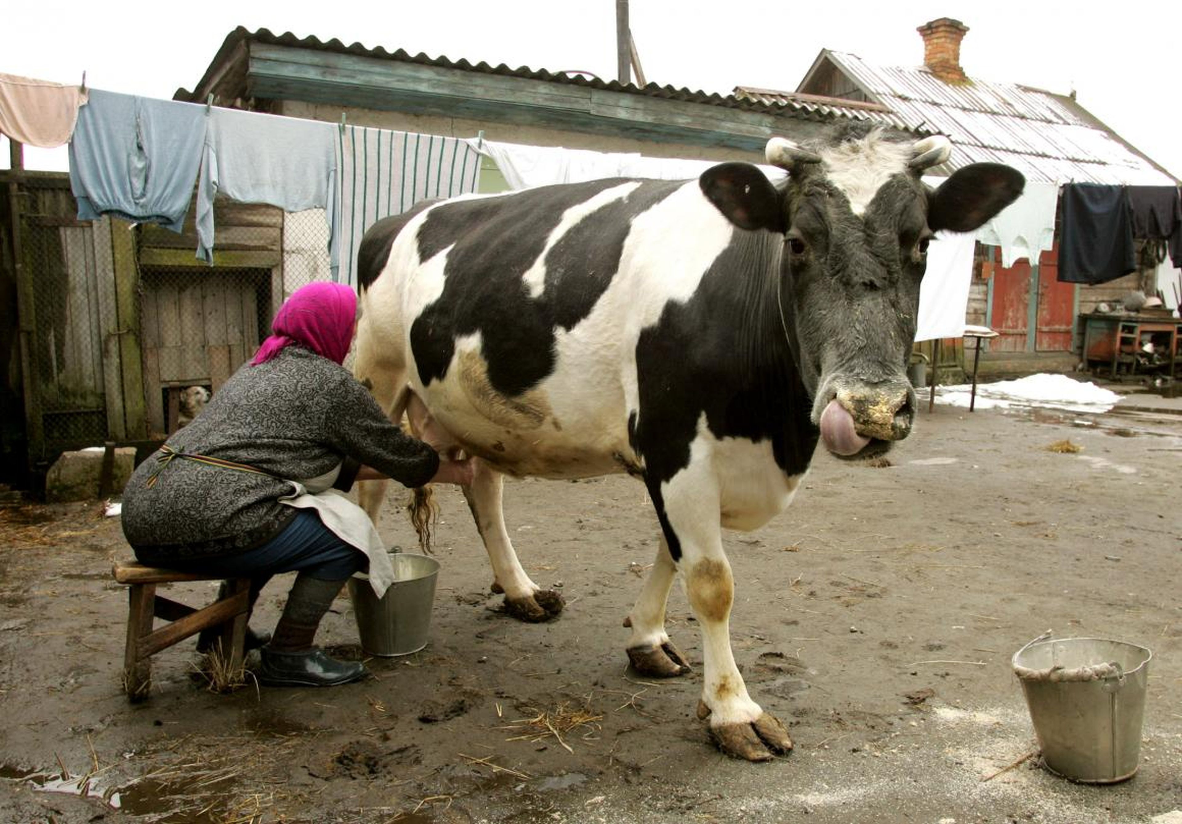 Un residente de Belarus ordeña una vaca en la ciudad abandonada de Savichi.
