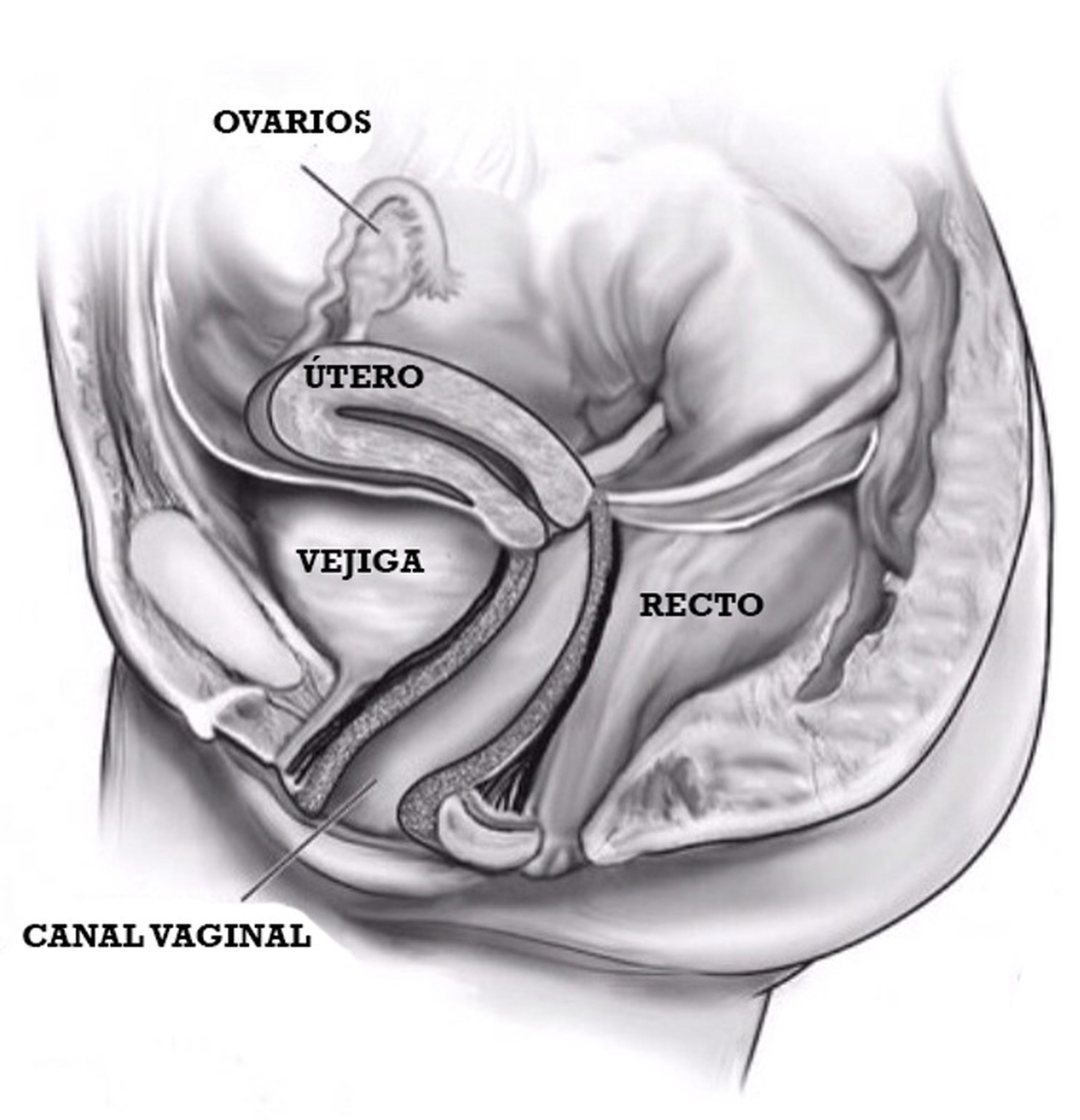 En las hembras humanas la vagina y el útero forman un ángulo prácticamente recto. En el resto de los simios la disposición de ambos órganos es prácticamente horizontal.