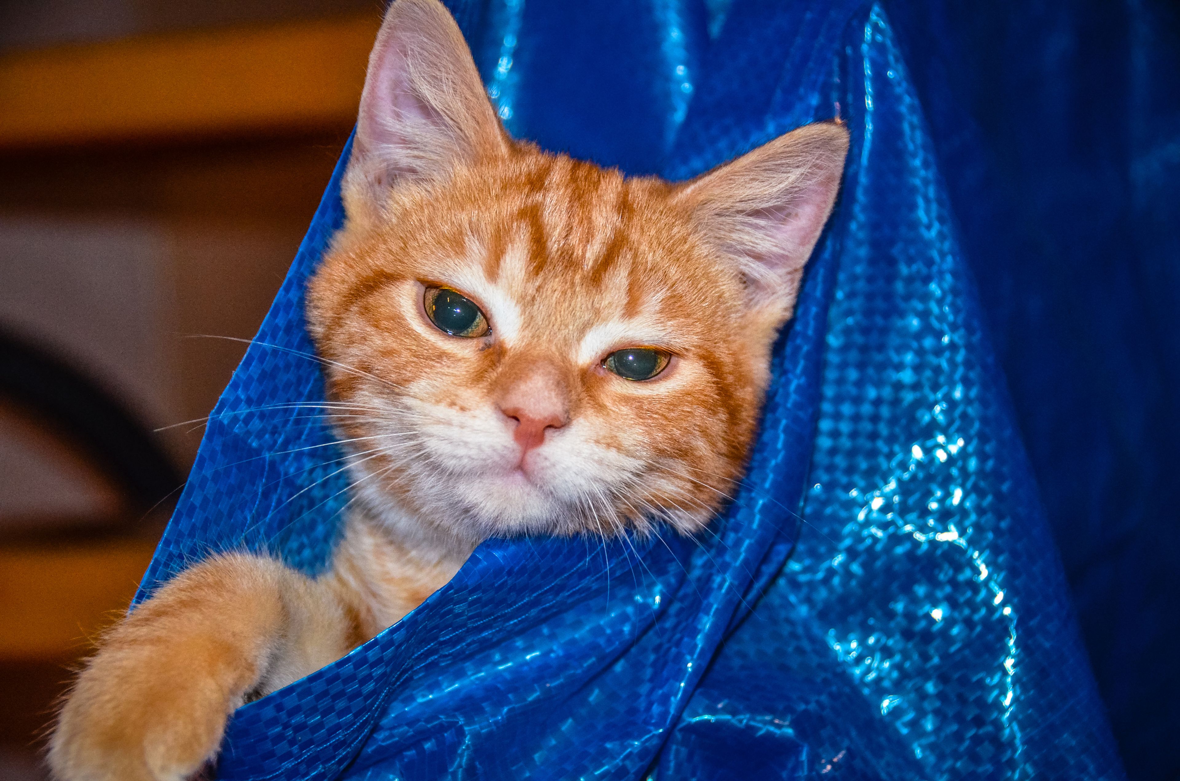 Gato en bolsa de Ikea