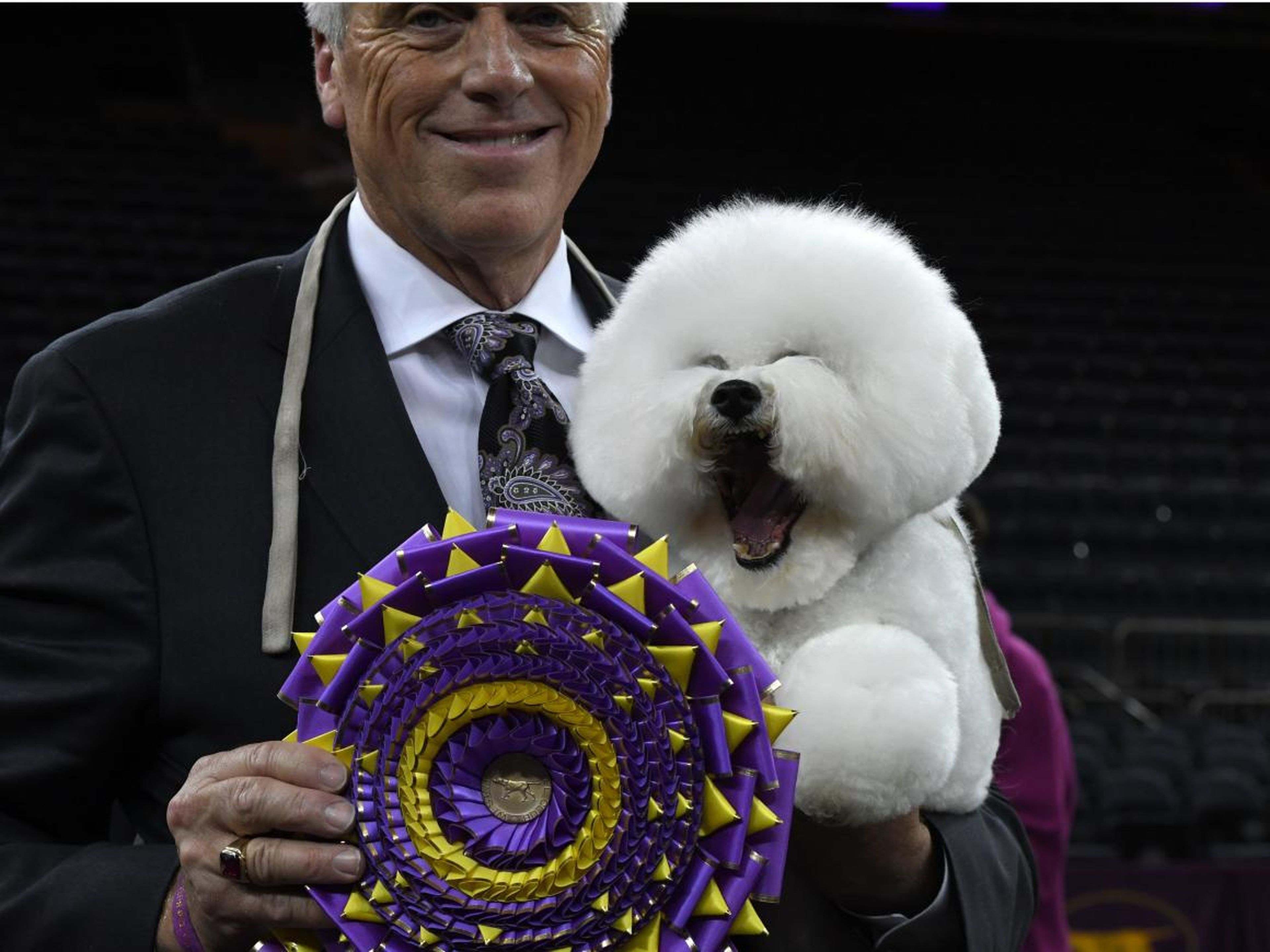 Flynn the Bichon Frise, with handler Bill McFadden, poses after winning Best in Show at the Westminster Kennel Club 142nd Annual Dog Show.