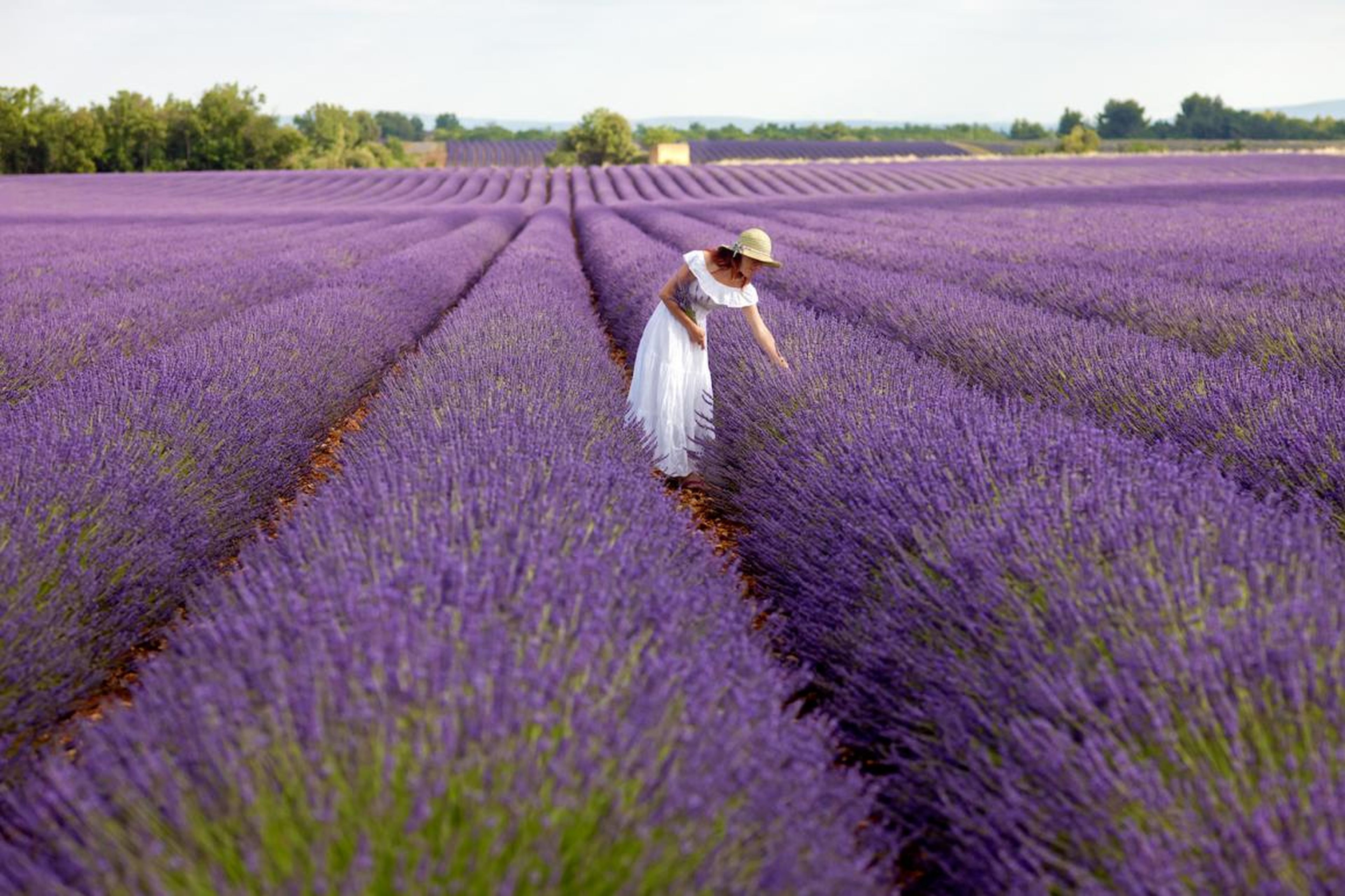 Lavender farmers in England appreciates the Instagram photo takers who pay to visit their land, but they complain that it gets too overcrowded on the weekends.