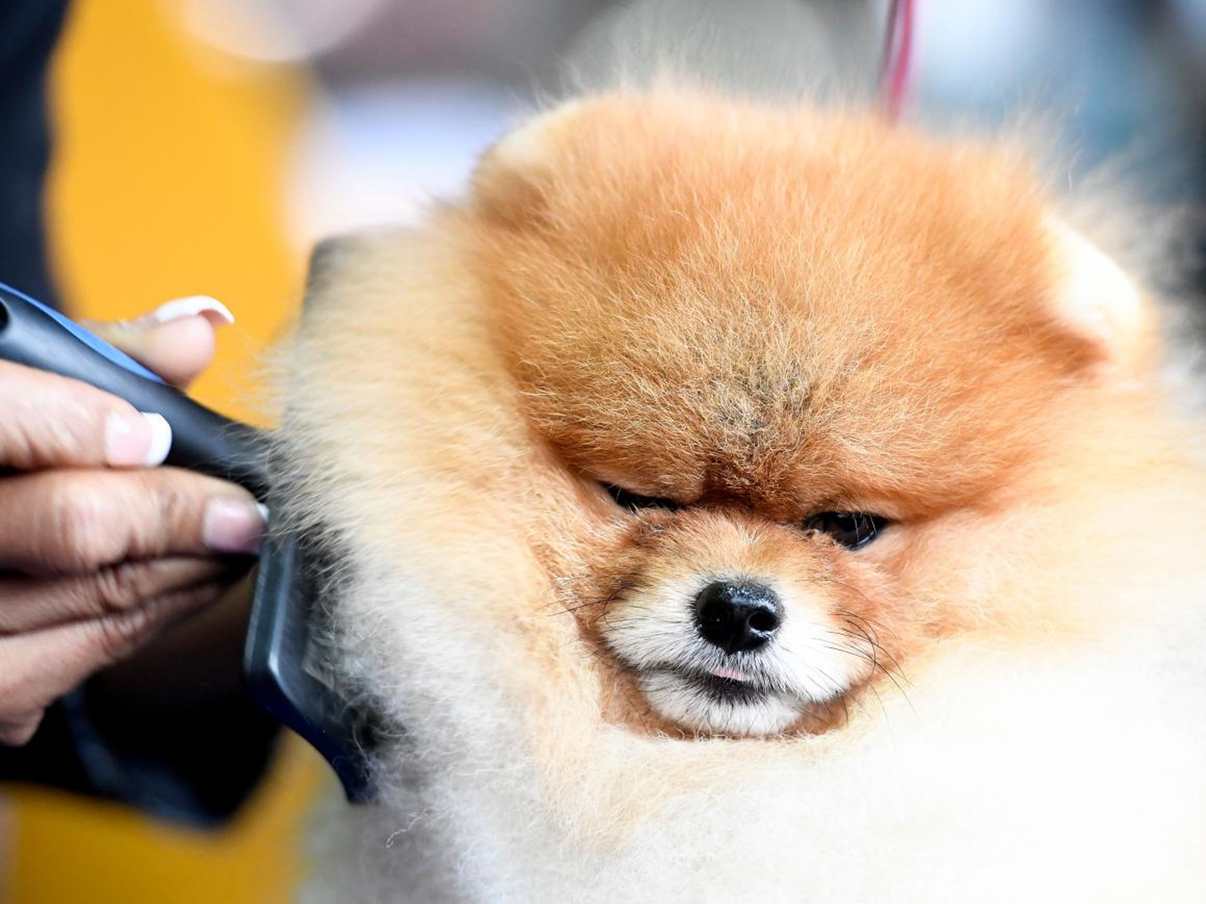 Davis the Pomeranian is groomed during the 143rd Westminster Kennel Club Dog Show.