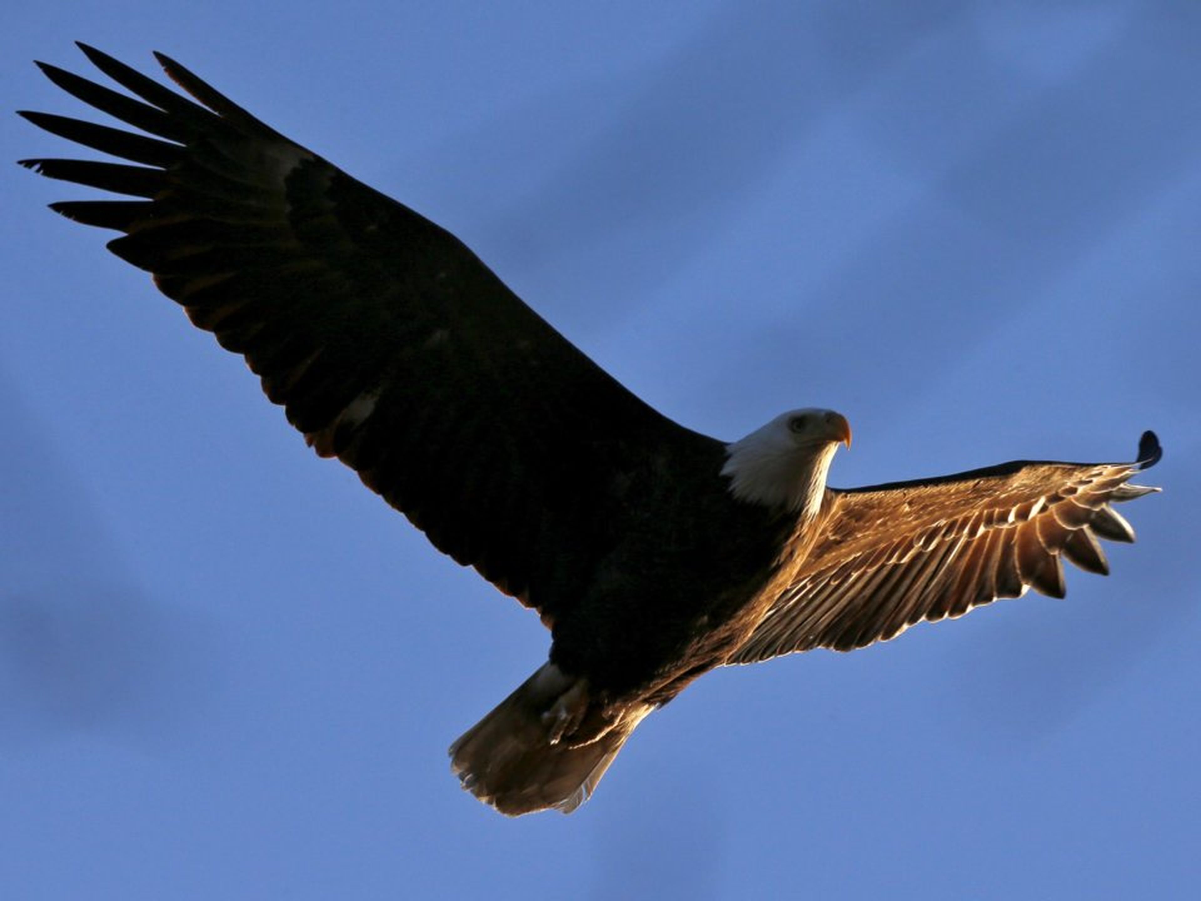 Los mecanismos del ala de águila han sido incluidos en las alas y cola del avión.