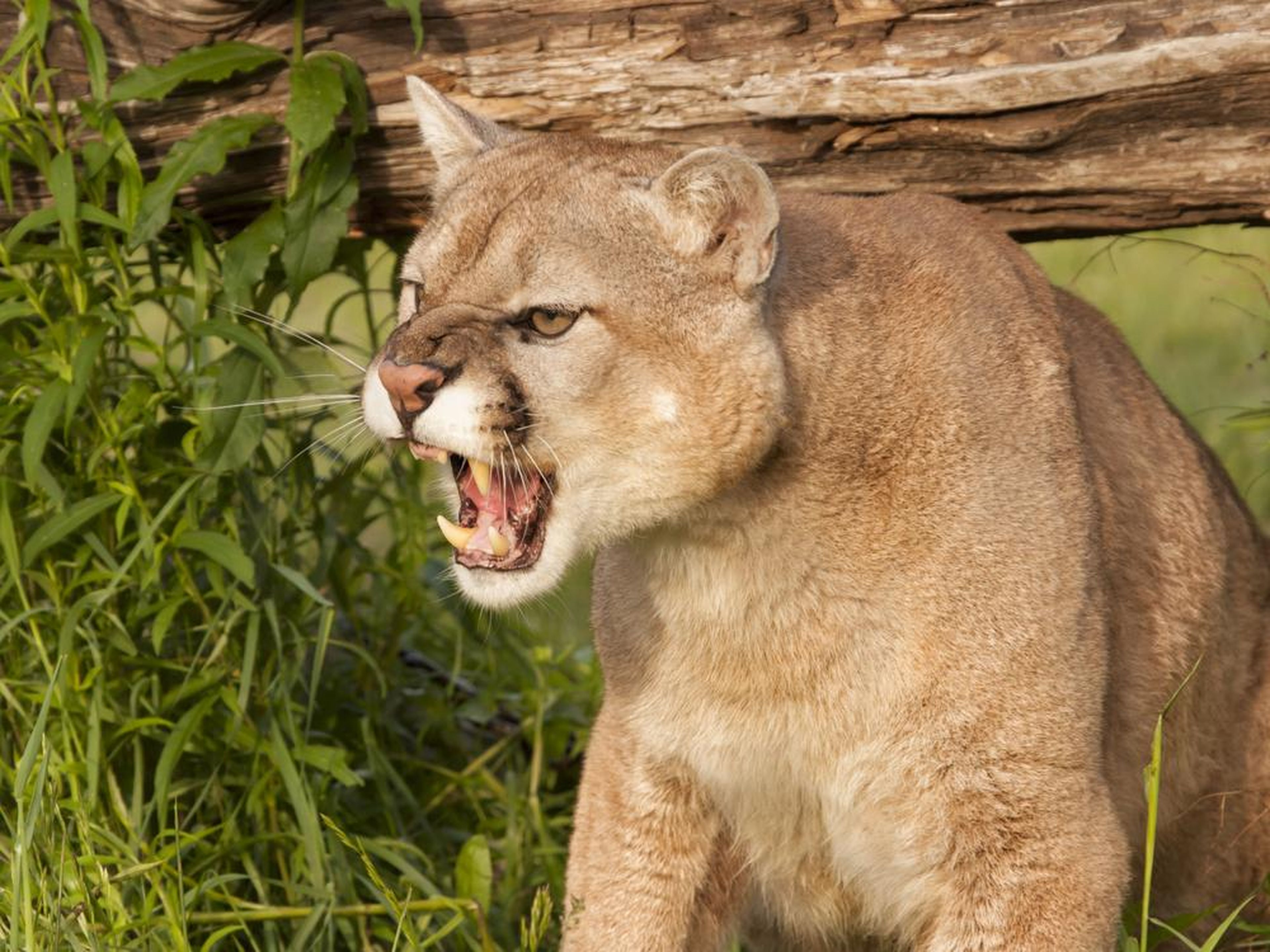 Los leones de montaña rara vez atacan a los humanos.