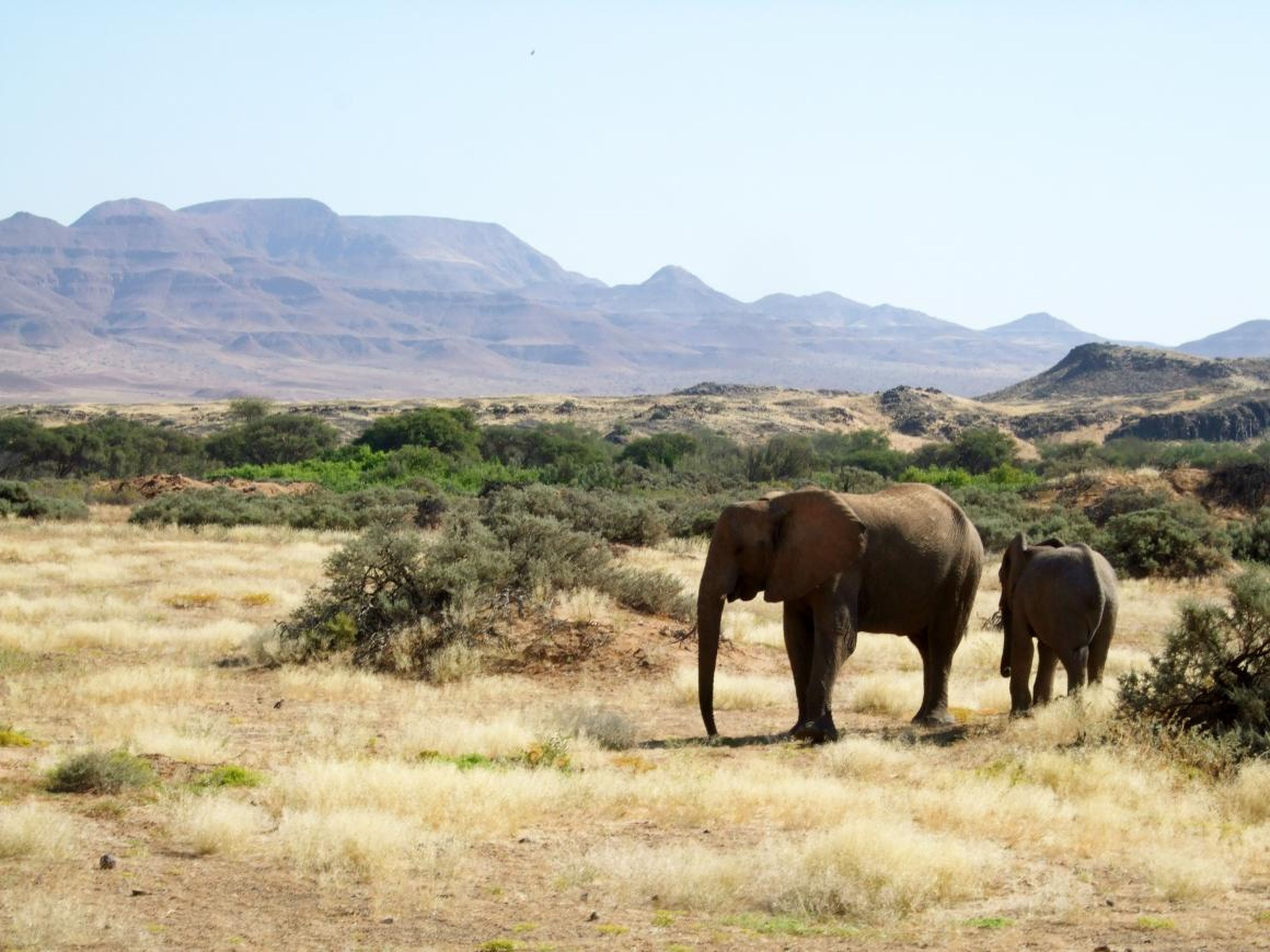 Los elefantes vagan en la conservación de Torra en Namibia.
