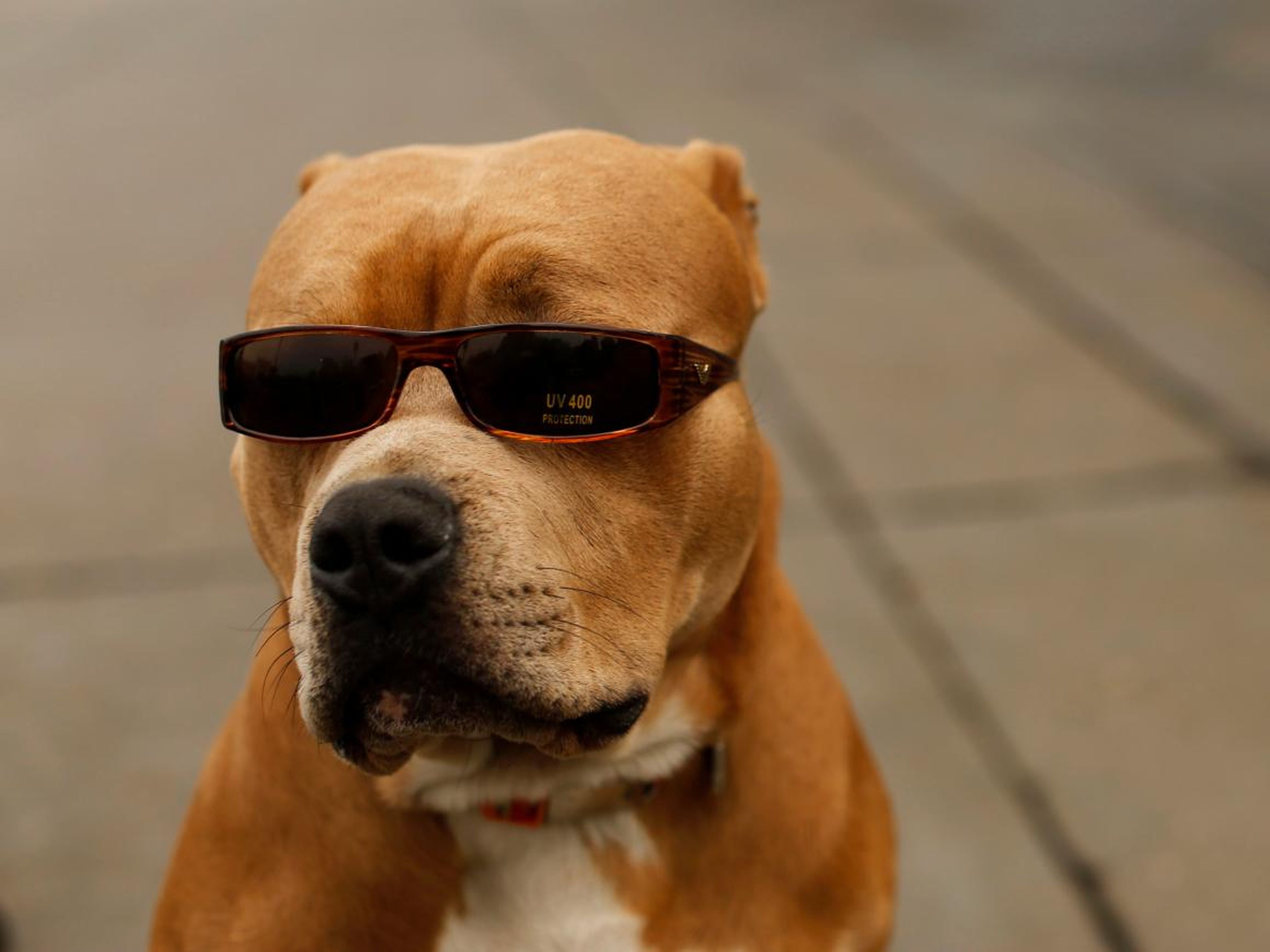 A pit bull dog named OJ wears sunglasses as he stands on the Embarcadero with his owner in San Francisco.
