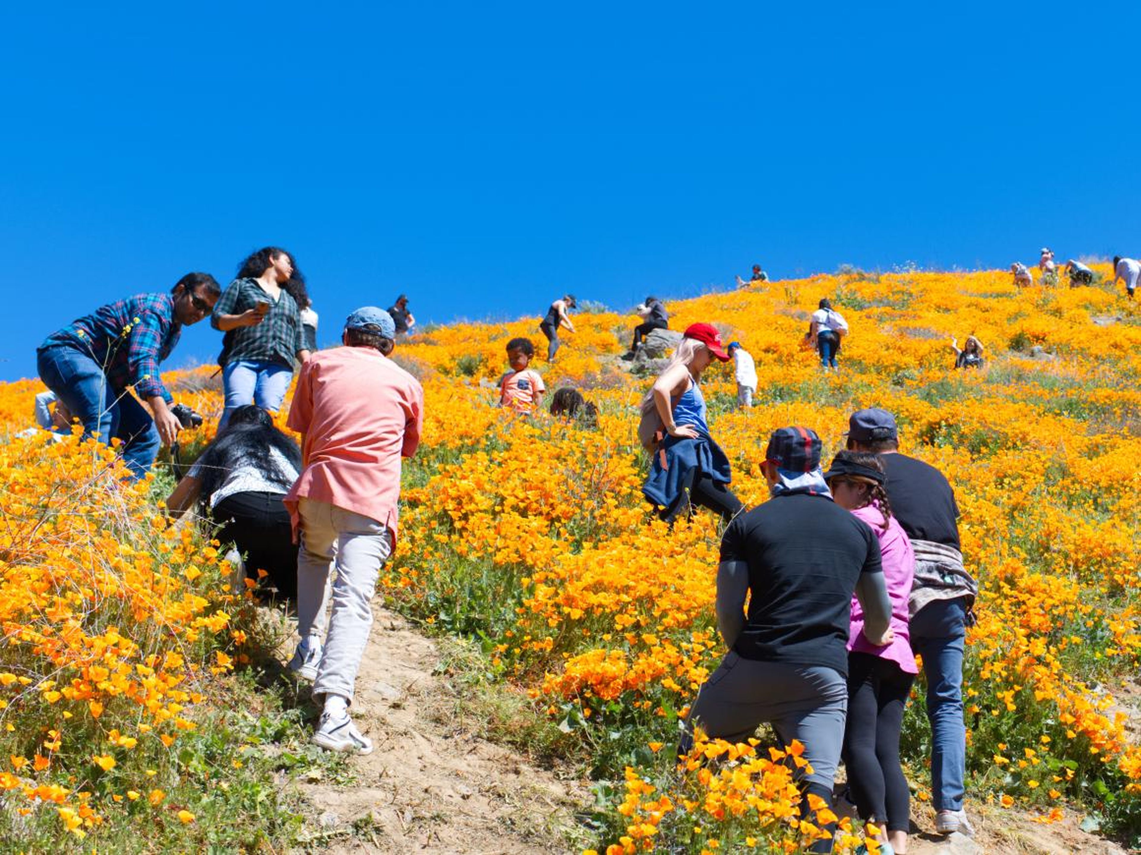 Tourists climb the hills in a nature reserve in Elsinore, California, where orange poppies bloom.