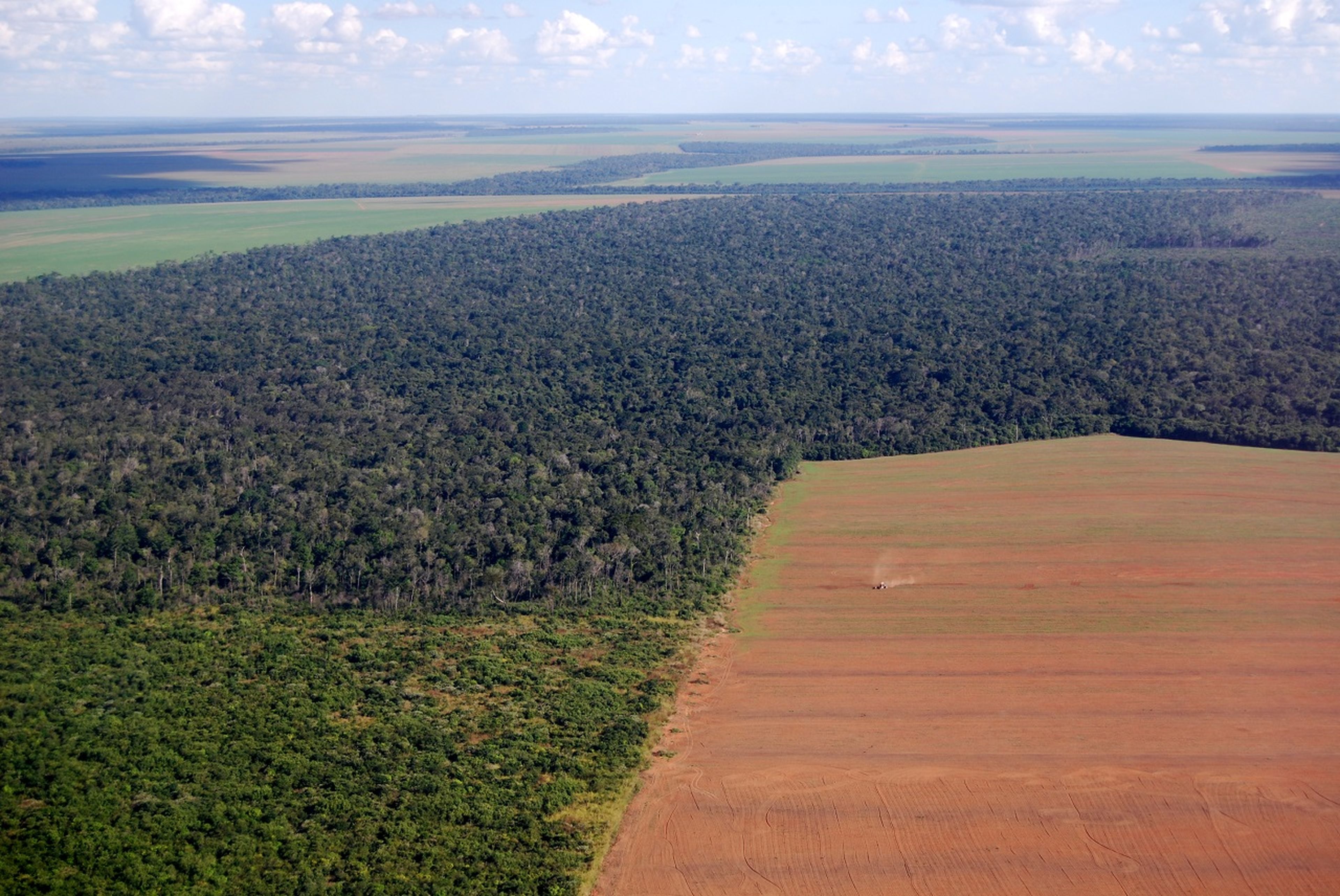 La reforestación a escala mundial tiene un gran potencial para capturar el carbono de la atmósfera y mitigar el cambio climático, pero no se aprovecha su potencial