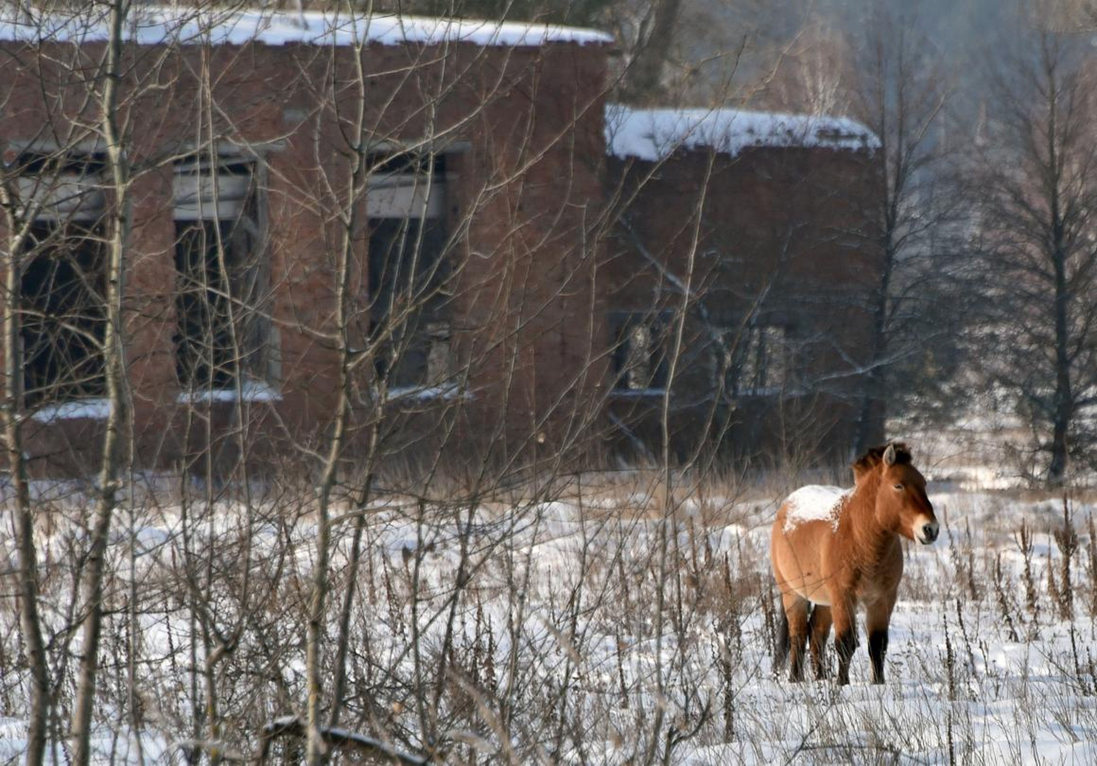 Un caballo salvaje Przewalski, capturado en la Zona de Exclusión en 2016.