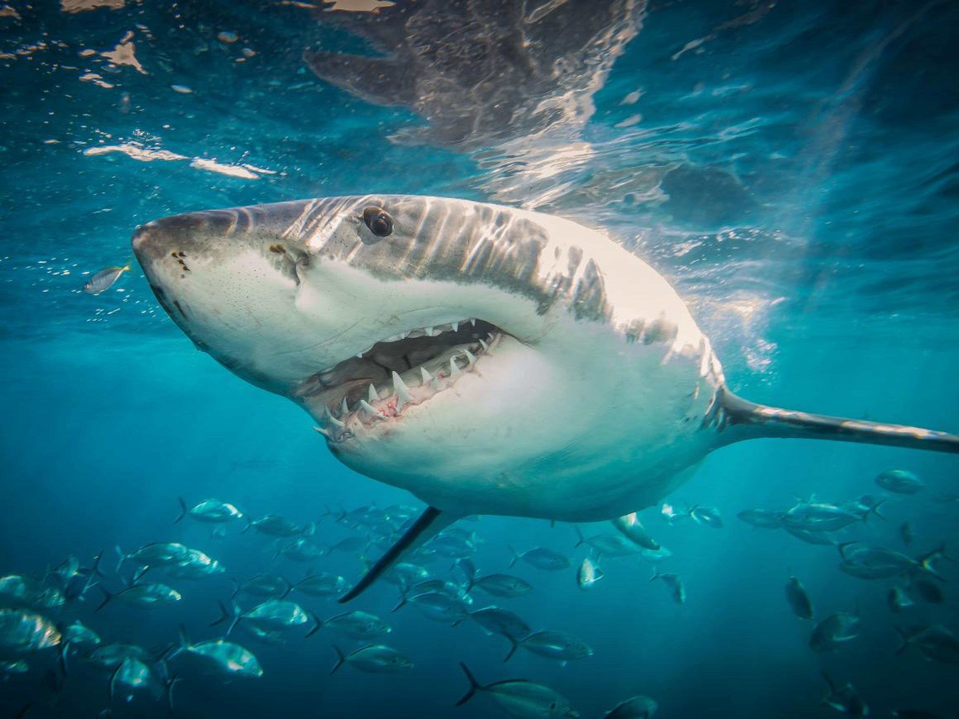 Los tiburones no son tan peligrosos como parecen.