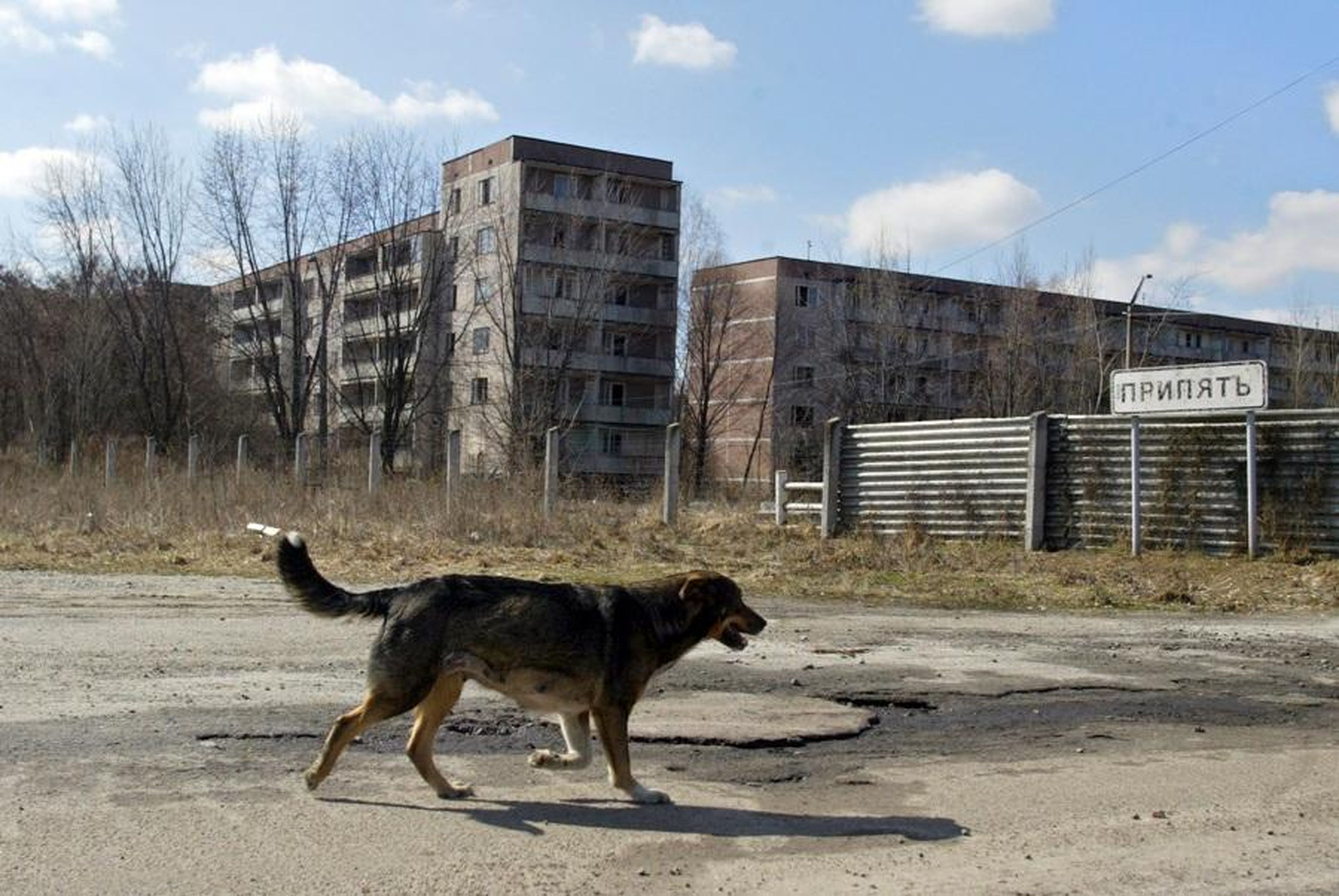 Perro callejero en la Zona de Exclusión de Chernóbil.