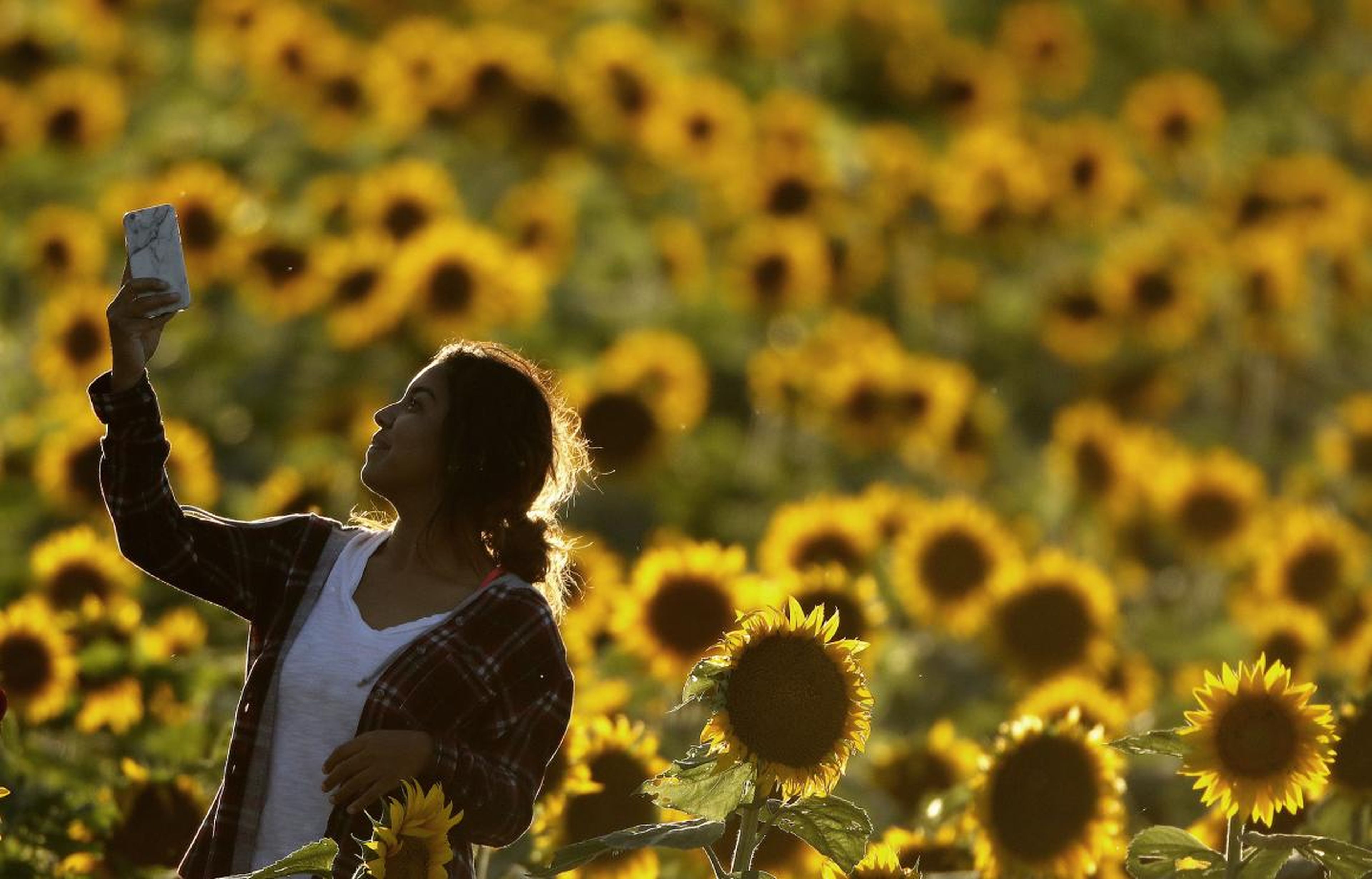 A sunflower farm in Ontario shut its doors to Instagram users forever after thousands overwhelmed its property.