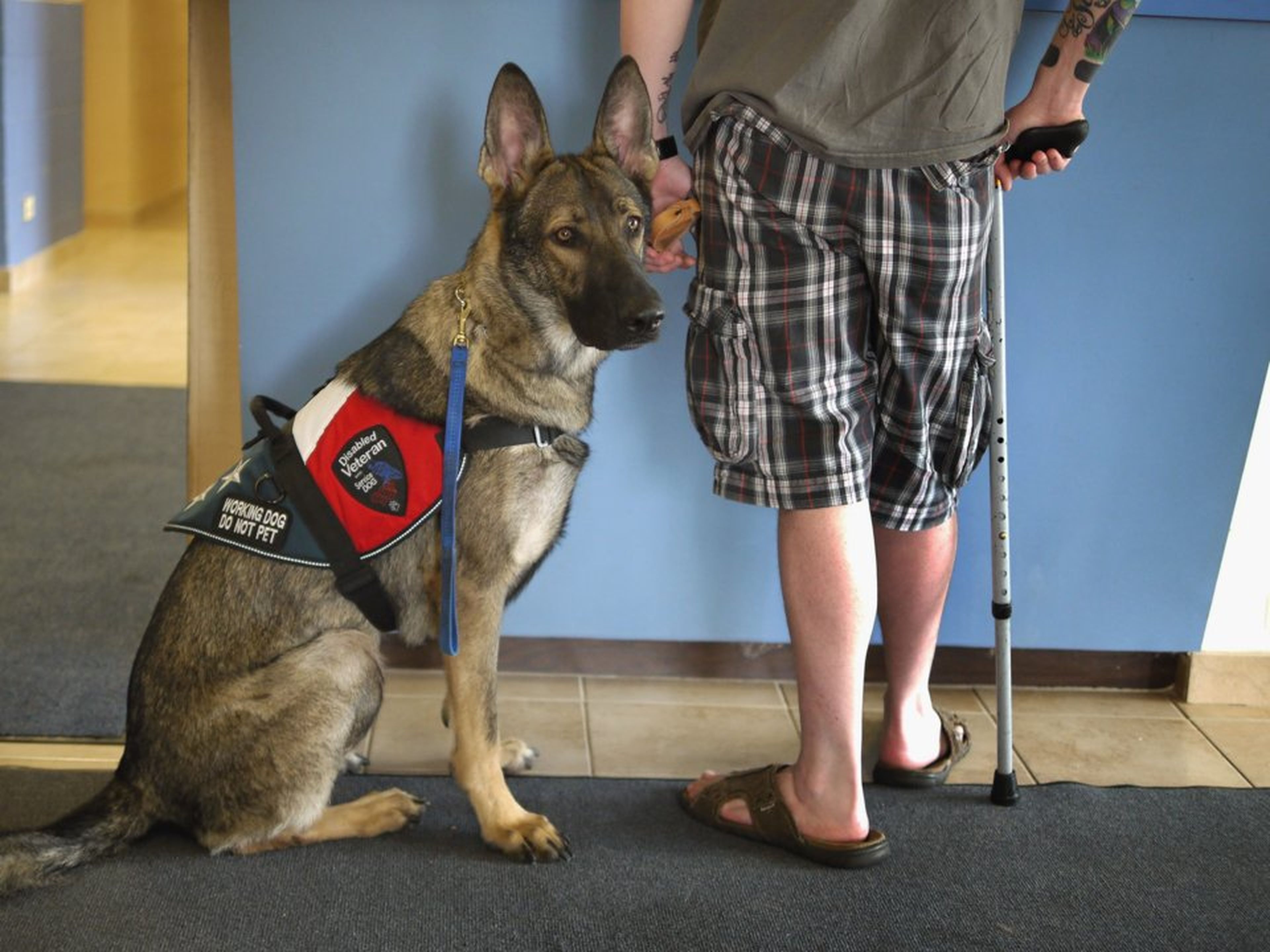 El veterano de guerra Brad Schwarz acude con su perro de compañía Panzer al centro de cuidado animal Southwest en mayo de 2012.