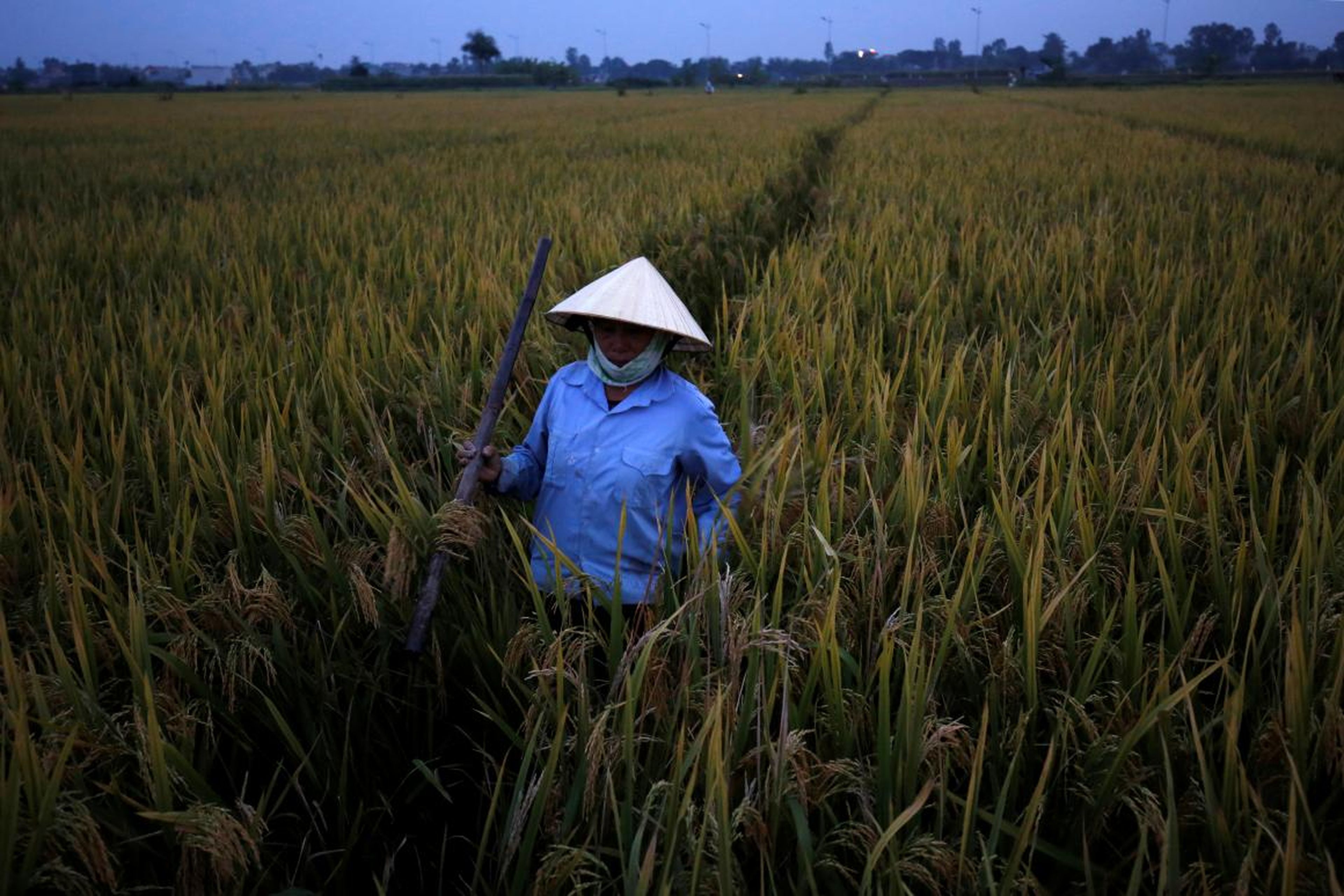 Un agricultor cosecha arroz en Thanh Hoa, Vietnam, el 14 de septiembre de 2017.