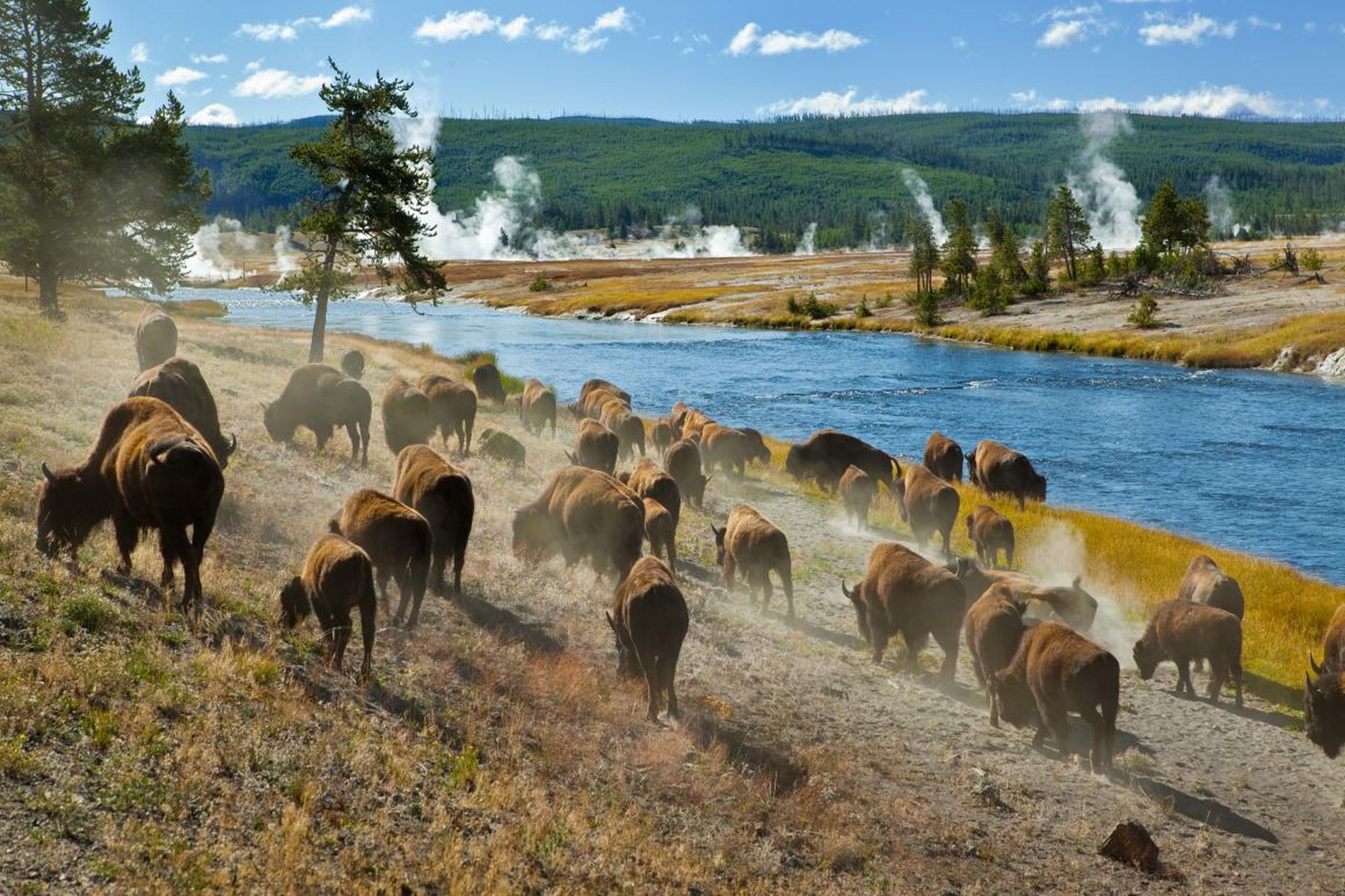 Wildlife in Yellowstone National Park is at risk of tourists who get too close to take pictures of or with wild creatures.