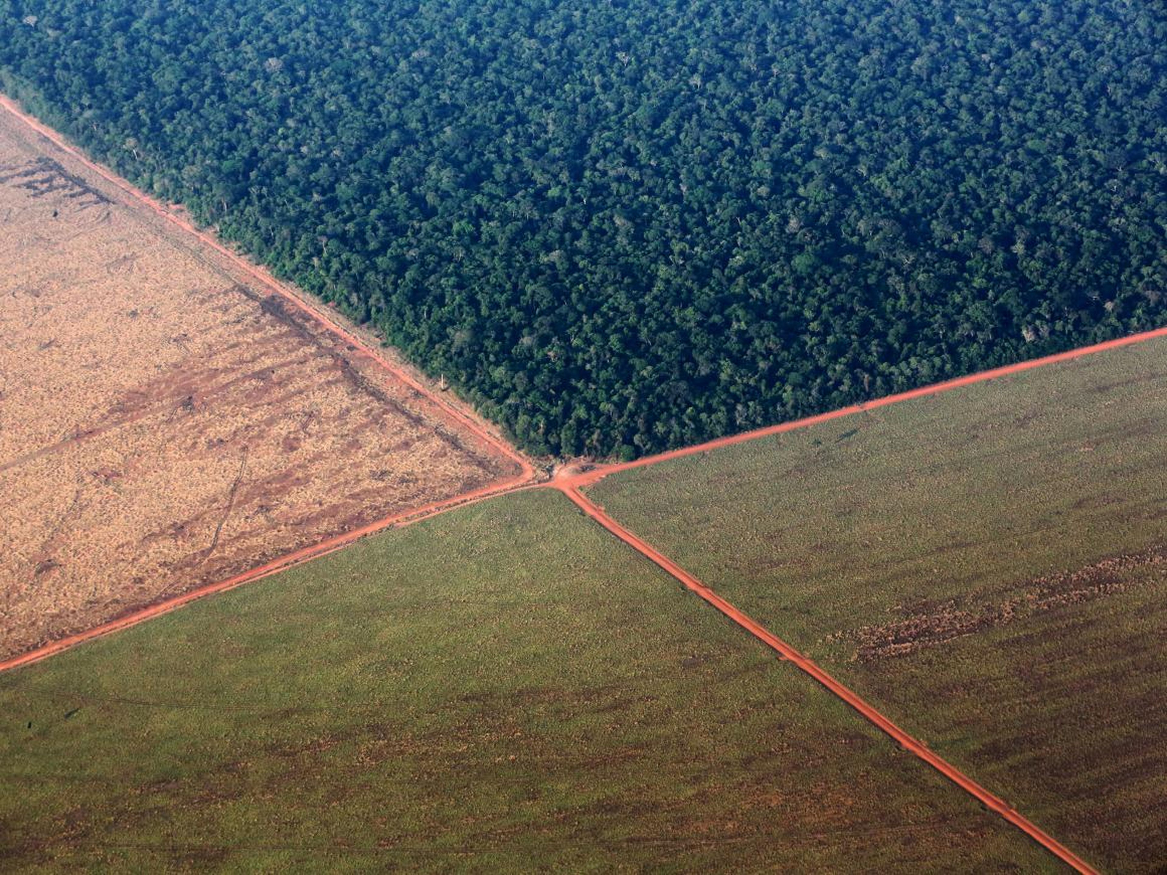 La selva amazónica, bordeada por tierras deforestadas y preparadas para la siembra de soja, en el estado brasileño de Mato Grosso.