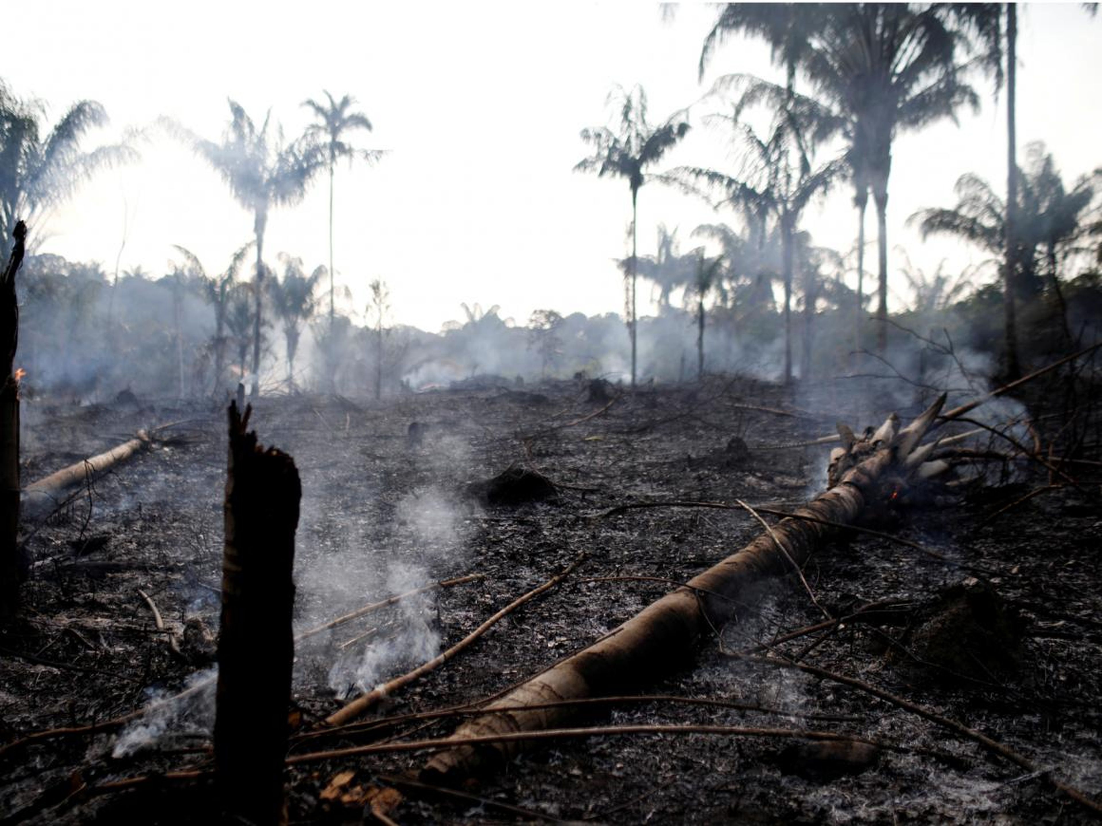 La selva amazónica está ardiendo a un ritmo récord: El Amazonas brasileño ha sufrido más de 74.000 incendios este año, frente a los 40.000 del año pasado.