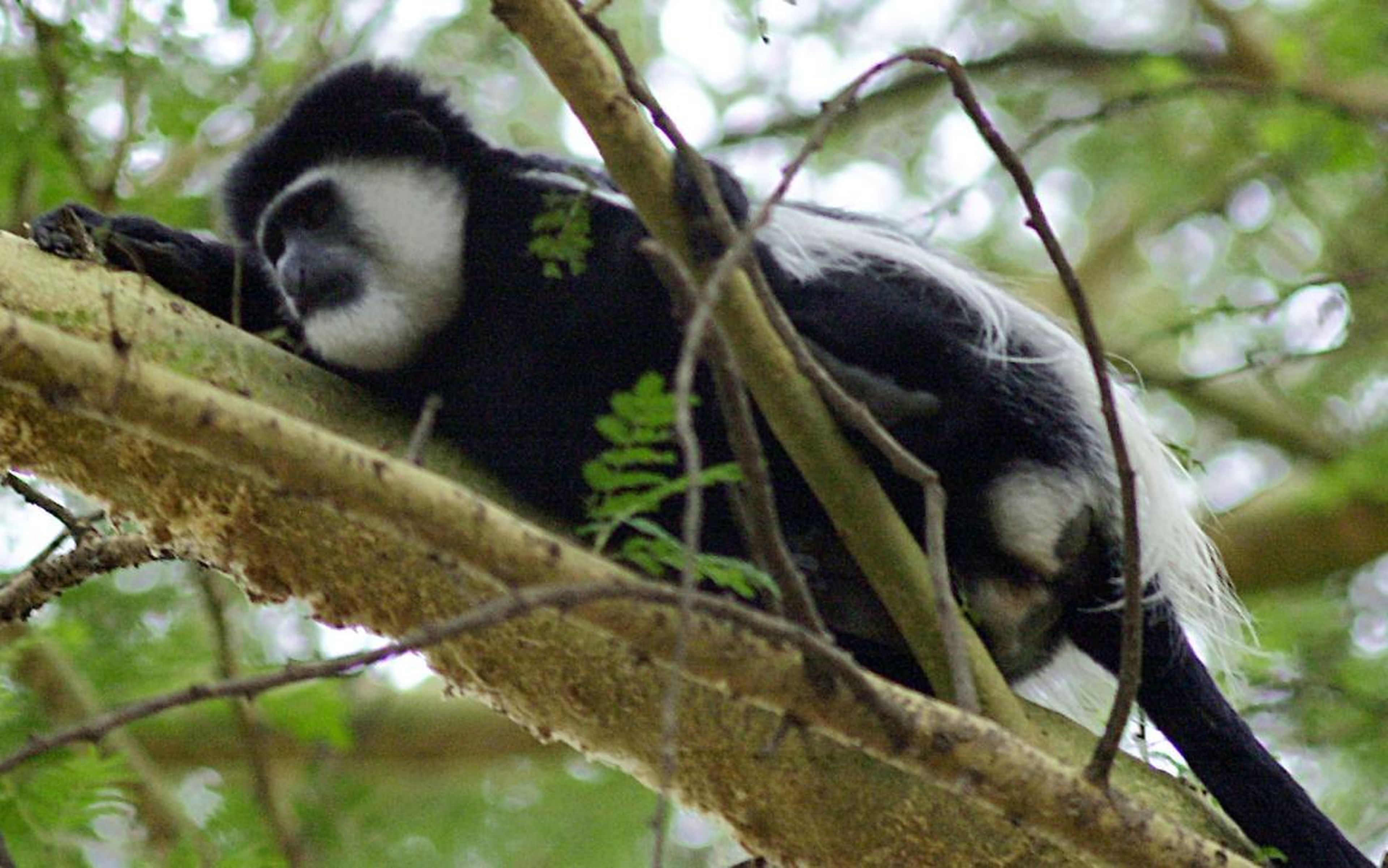 Un mono colobo blanco y negro toma una siesta en Naivasha, Kenia, el 11 de abril de 2004. En Tanzania, los monos colobos disminuyeron rápidamente entre 2004 y 2012 debido a la caza y la degradación del hábitat.
