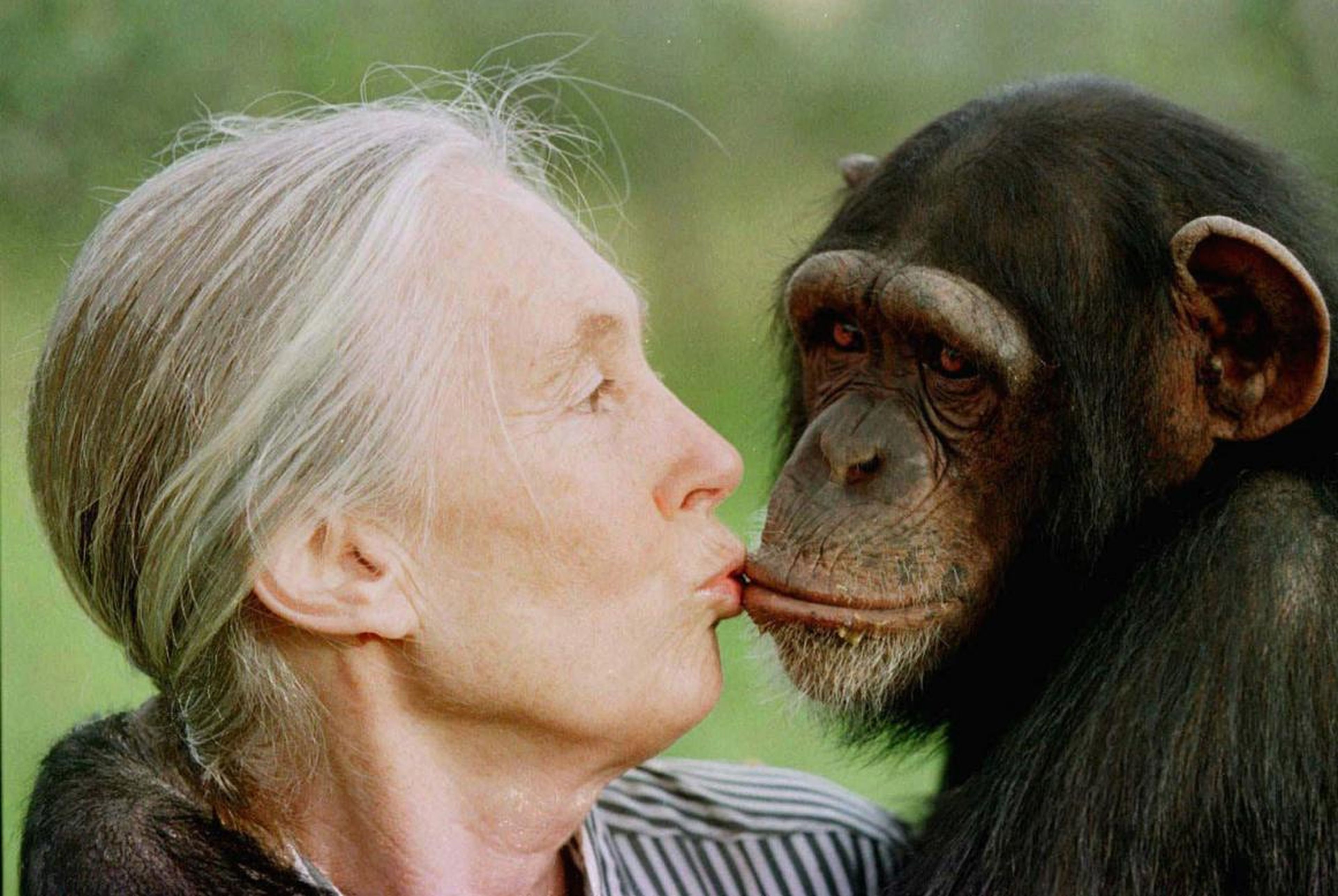 La experta en chimpancés Jane Goodall con un chimpancé que puede estar o no involucrado en la foto.