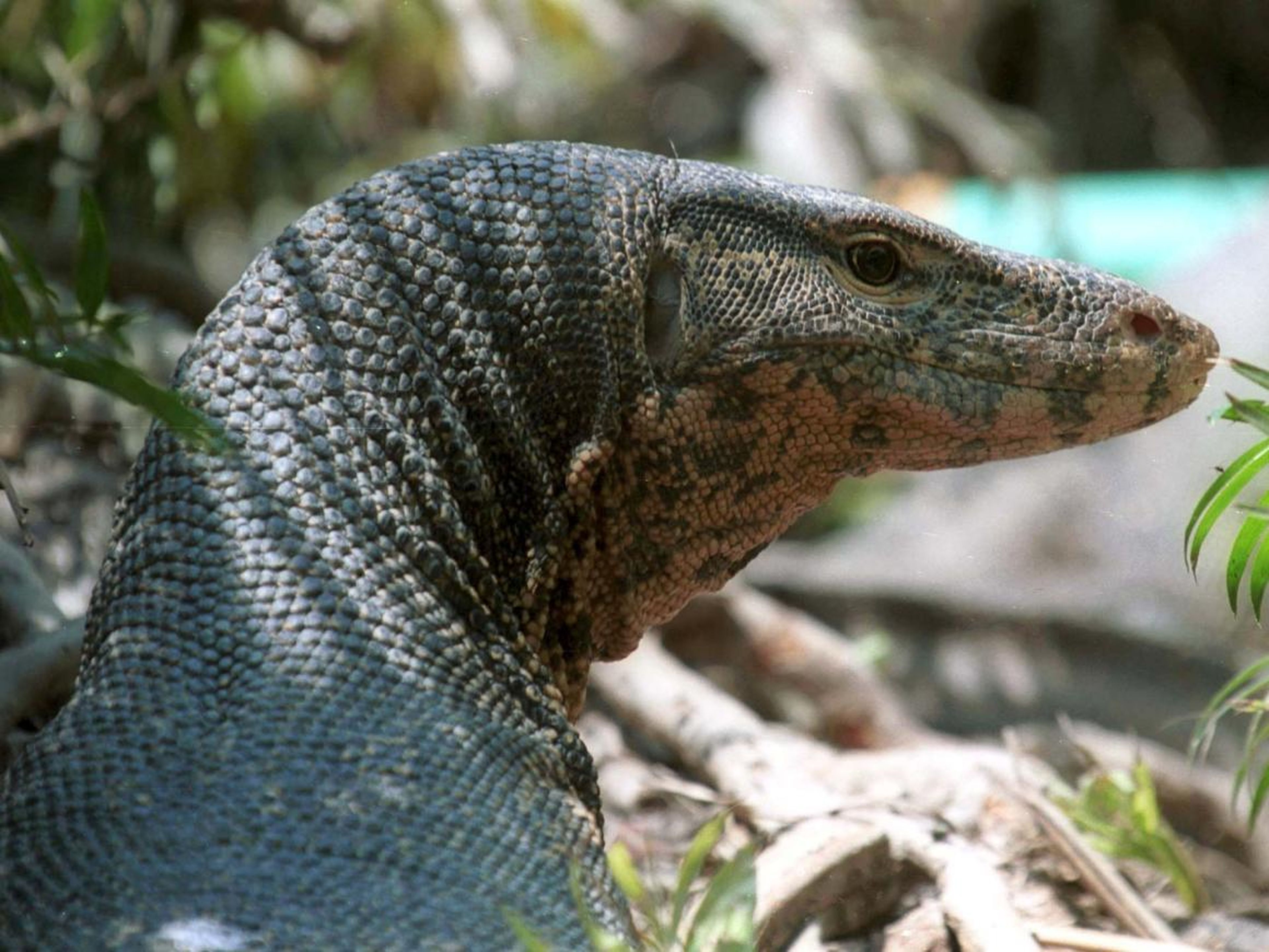 Un lagarto gigante en peligro de extinción sale de su escondite en Bangladesh, el 21 de mayo de 2000.