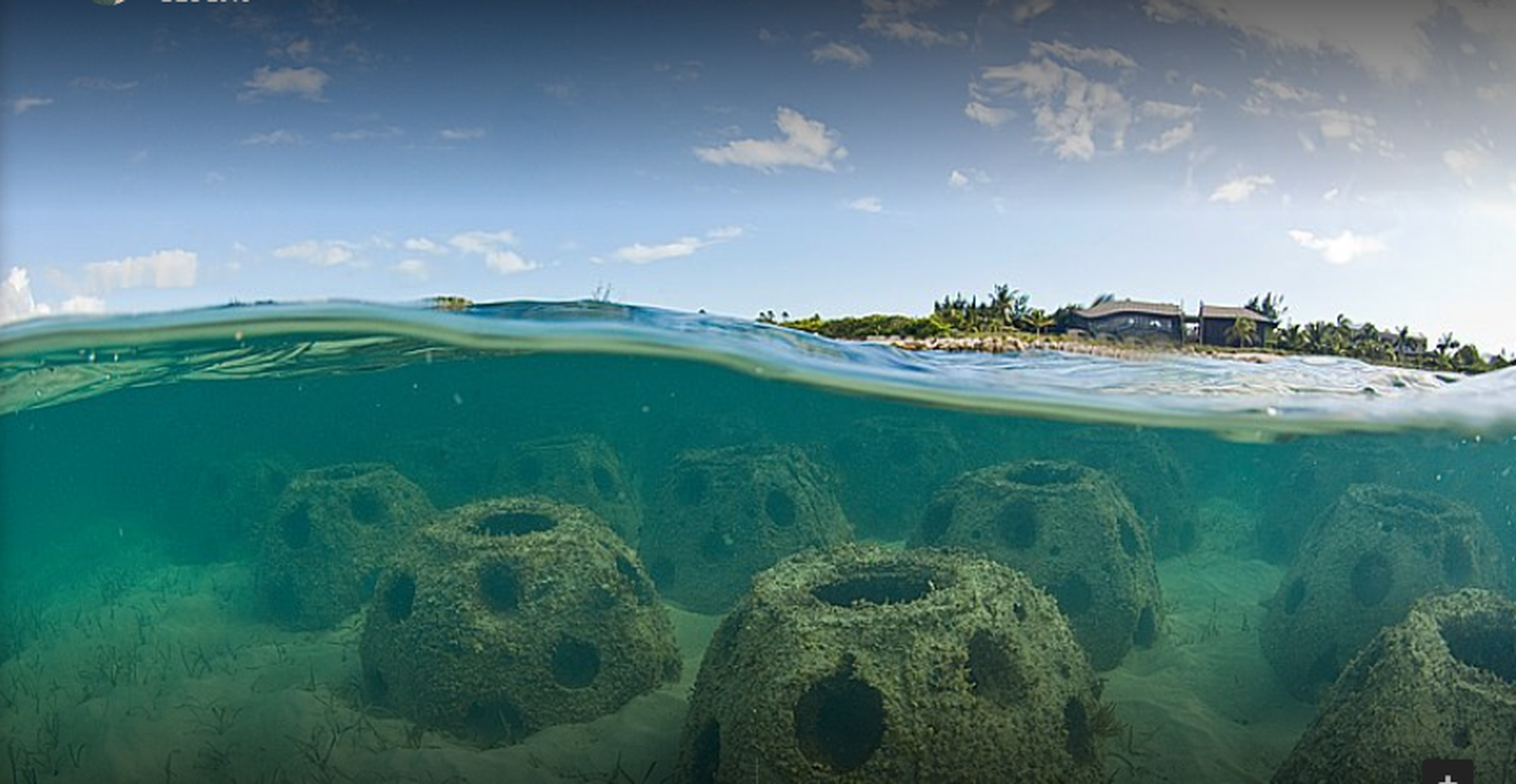 Arrecifes creados por la empresa Eternal Reefs.