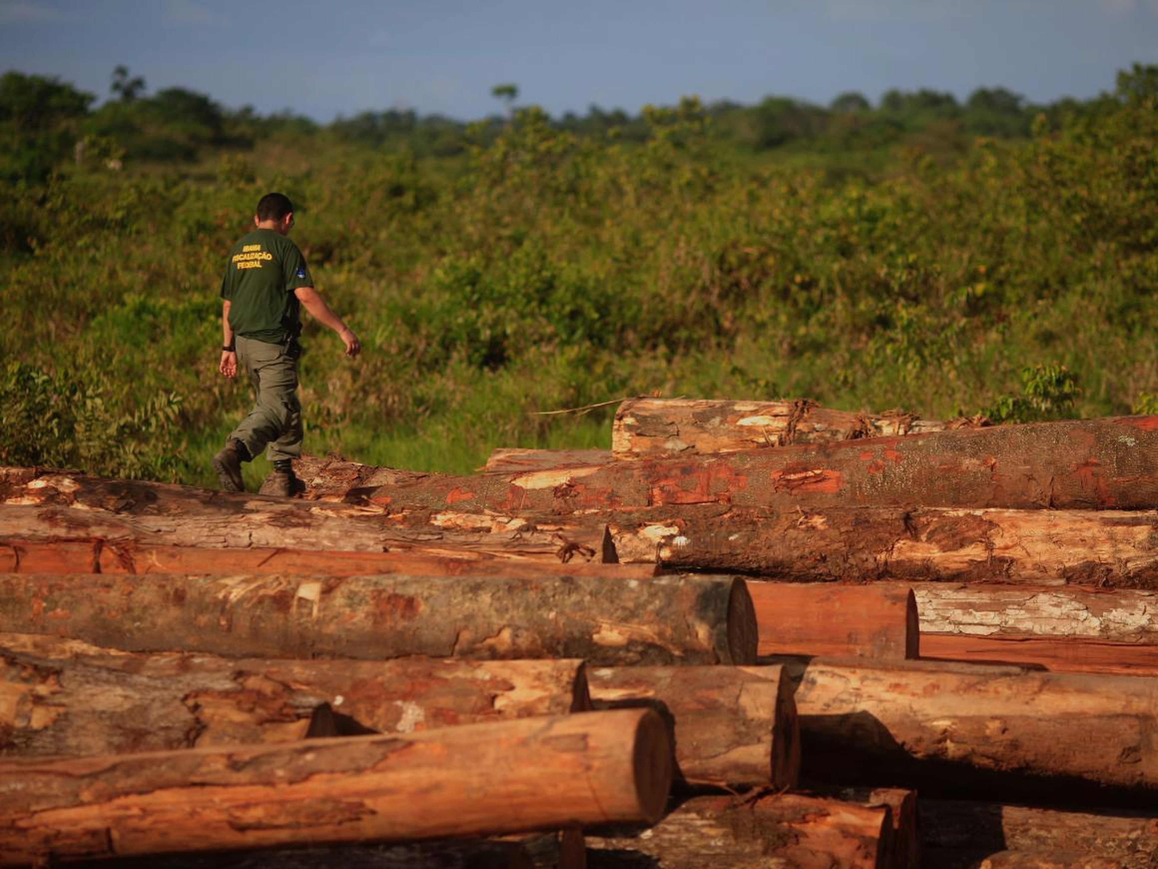 Un agente de la policía medioambiental de Brasil camina sobre montones de troncos que fueron extraídos ilegalmente de la selva amazónica en Viseu, estado de Pará, el 26 de septiembre de 2013.