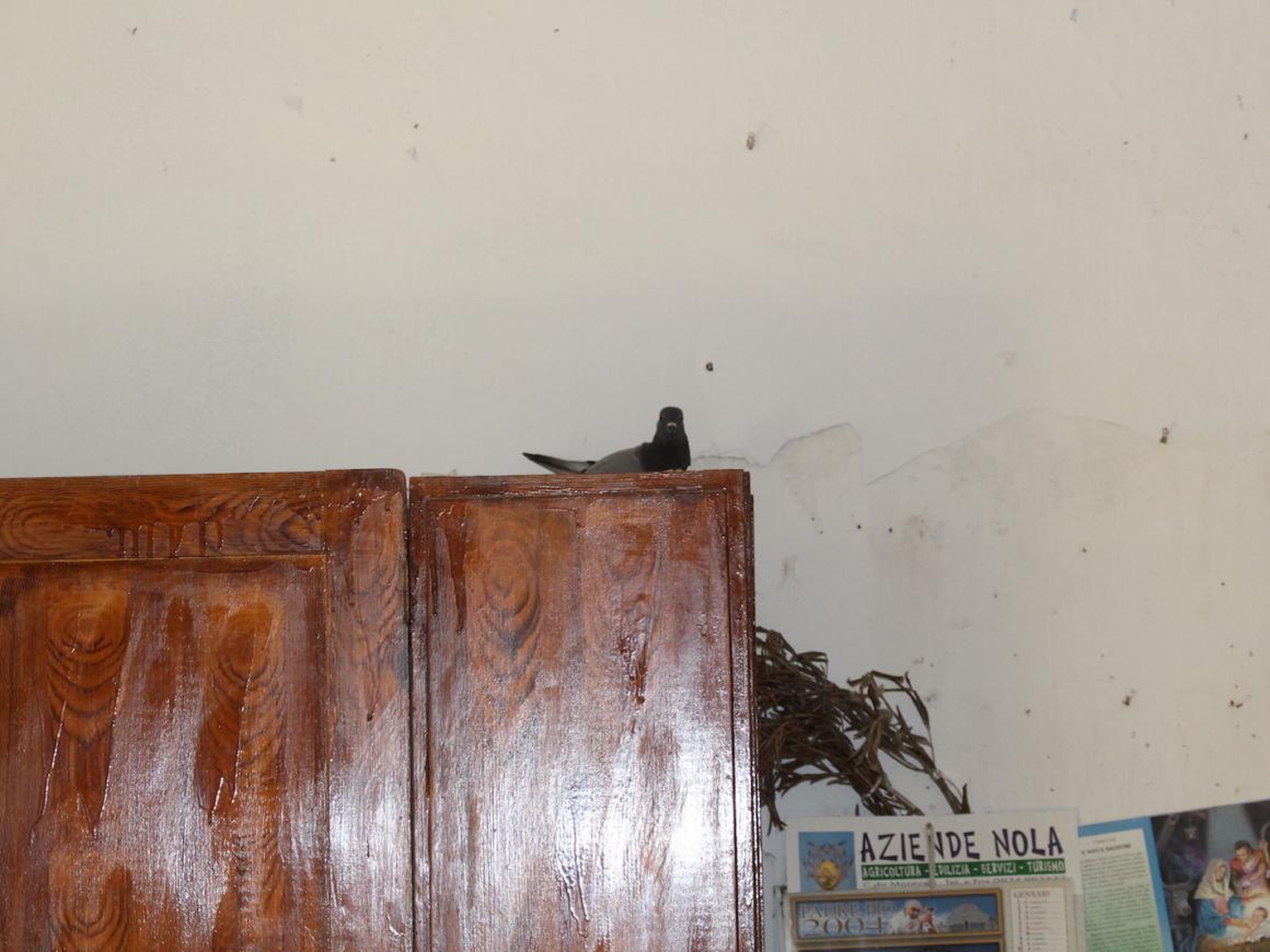This home had already been adopted ... by a pigeon.